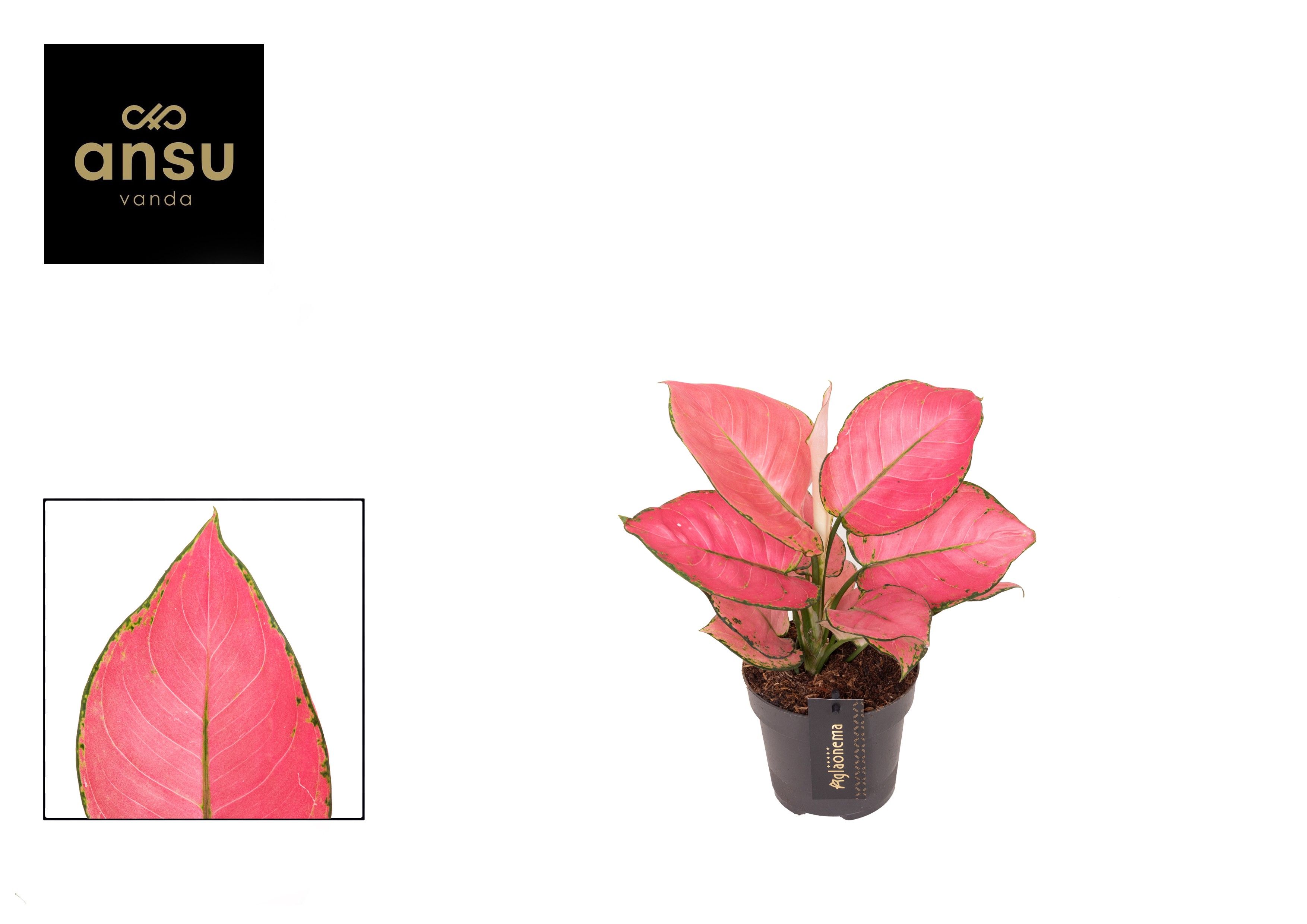 Aglaonema Rose Red, D 12 cm Aglaonema Rose Red, D 12 cm