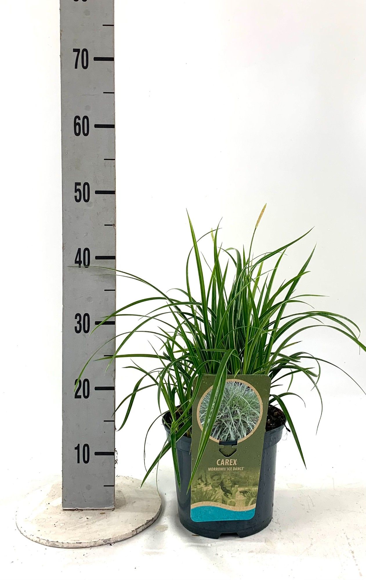 Carex mor. 'Ice Dance', D 19