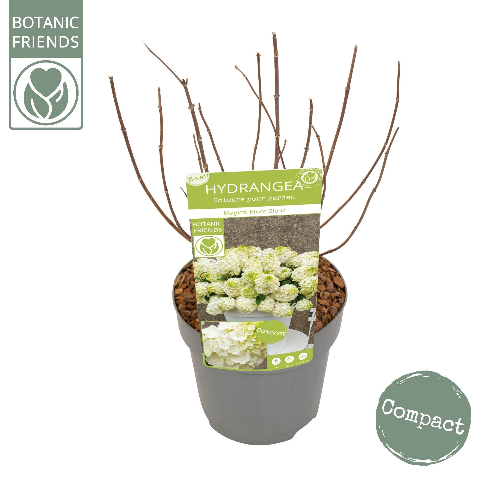 Hydrangea pan. 'Magical Mont Blanc'®, D 19