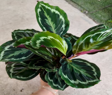 Калатея розеопикта медальон 11 35 (предзаказ)
