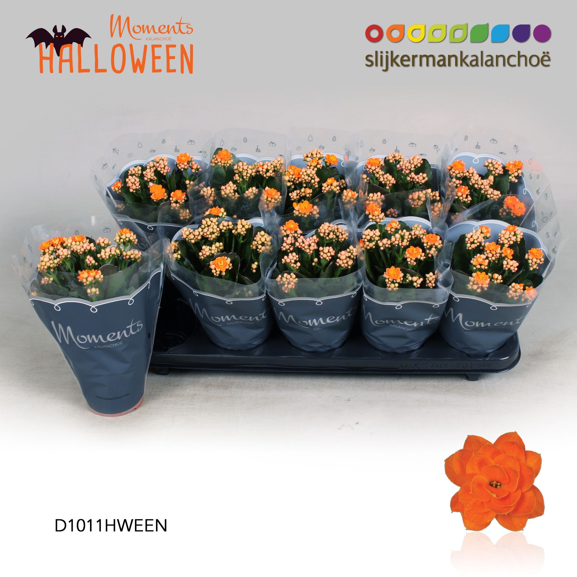 Kalanchoe Moments - Halloween, D 10,5 cm Kalanchoe Moments - Halloween, D 10,5 cm