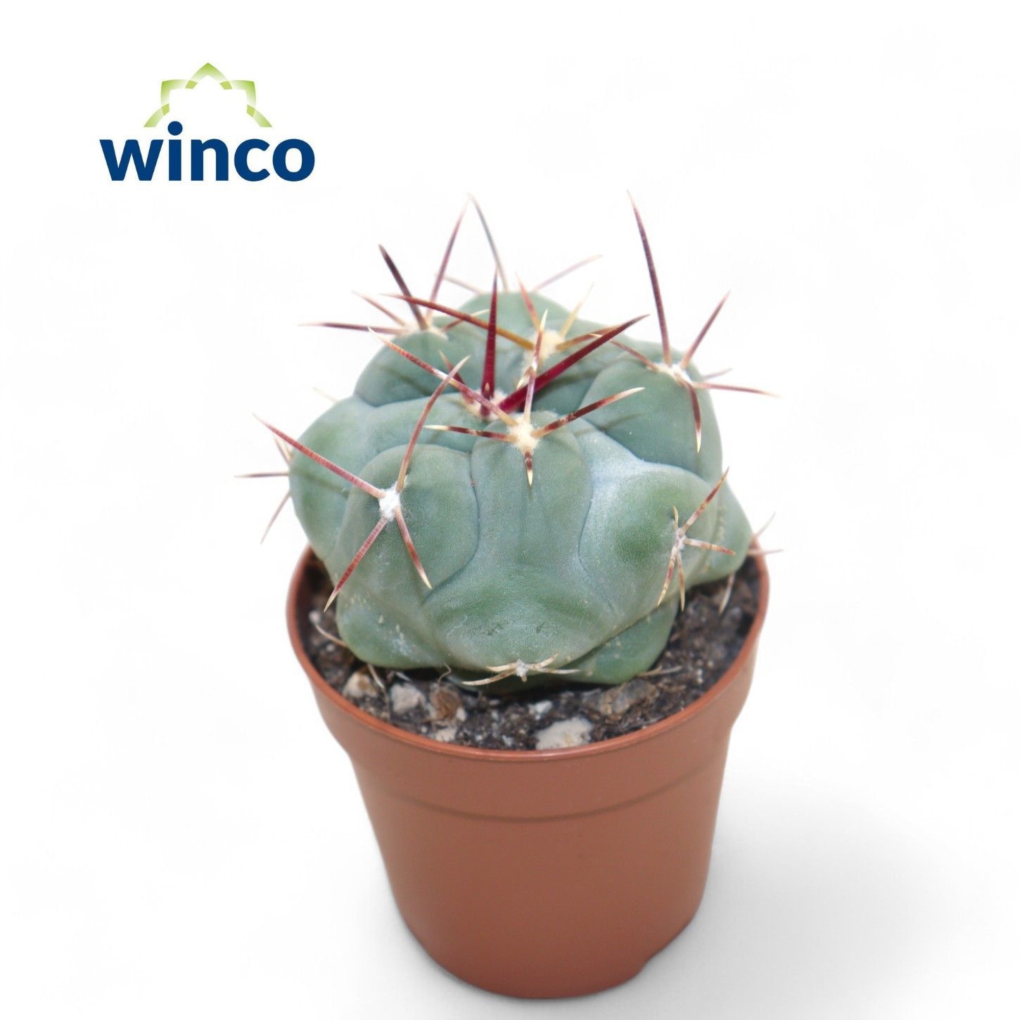 Thelocactus Hexaedrophorus, D 5,5 cm