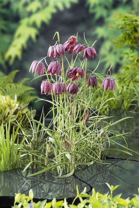 Fritillaria meleagris, D 9