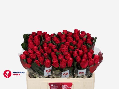 Роза од. Такази+ 50, шт.