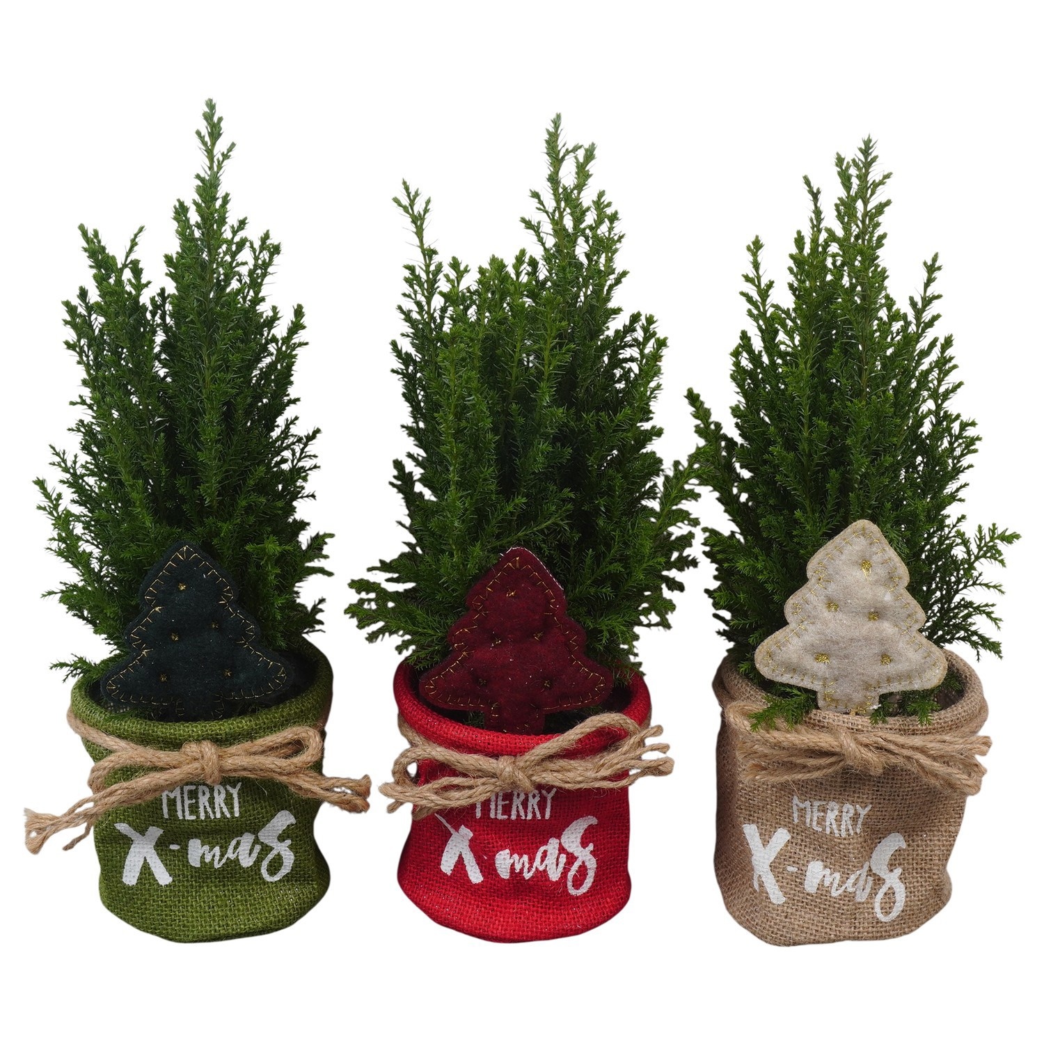 PTK26743 Ellwoodii in jute mix met decoratie, D 11