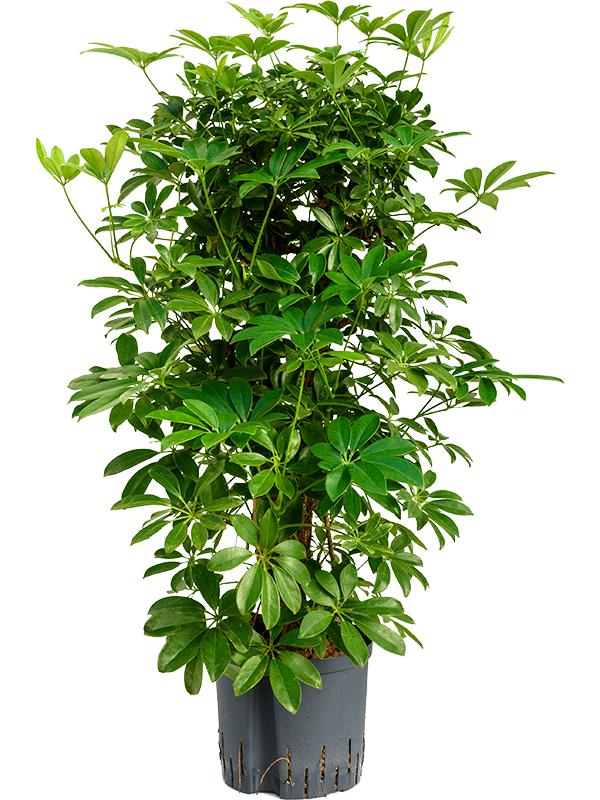 Schefflera arboricola 'Compacta', D 22