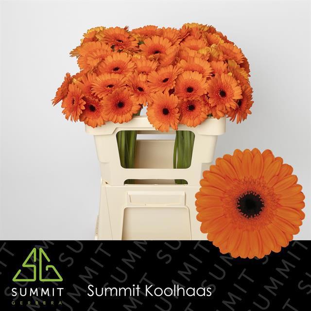 Гермини Карамба, шт.