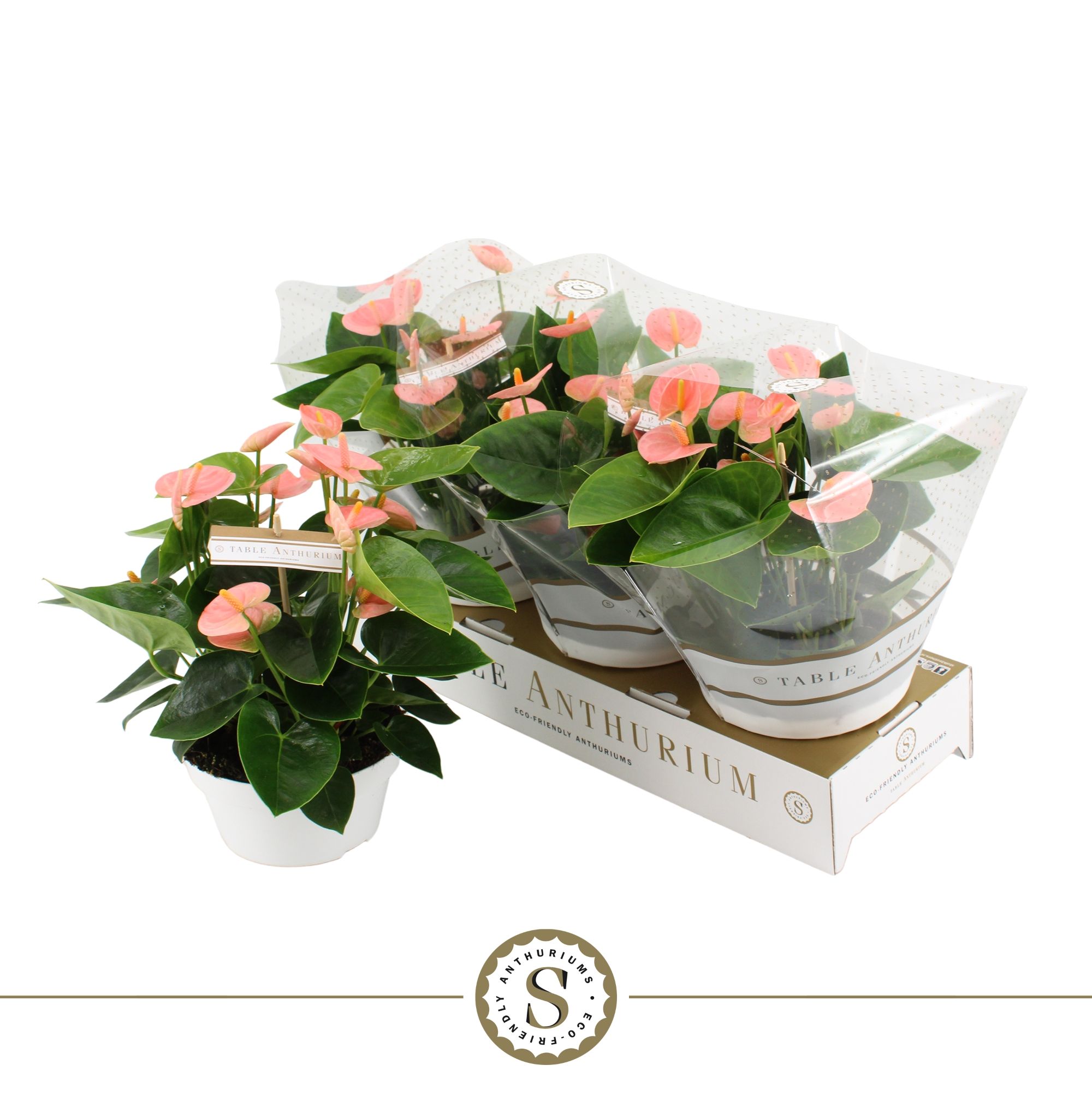 Table Anthurium Spirit, D 17