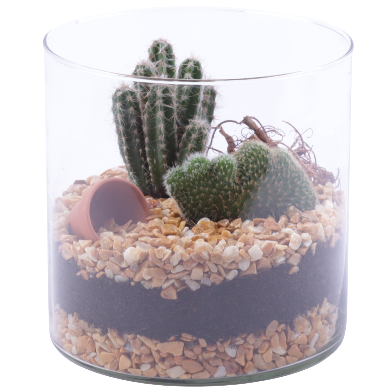 Yearround Arr. Cactus Glass Vase Cylinder Ø15cm 2PP, D 15
