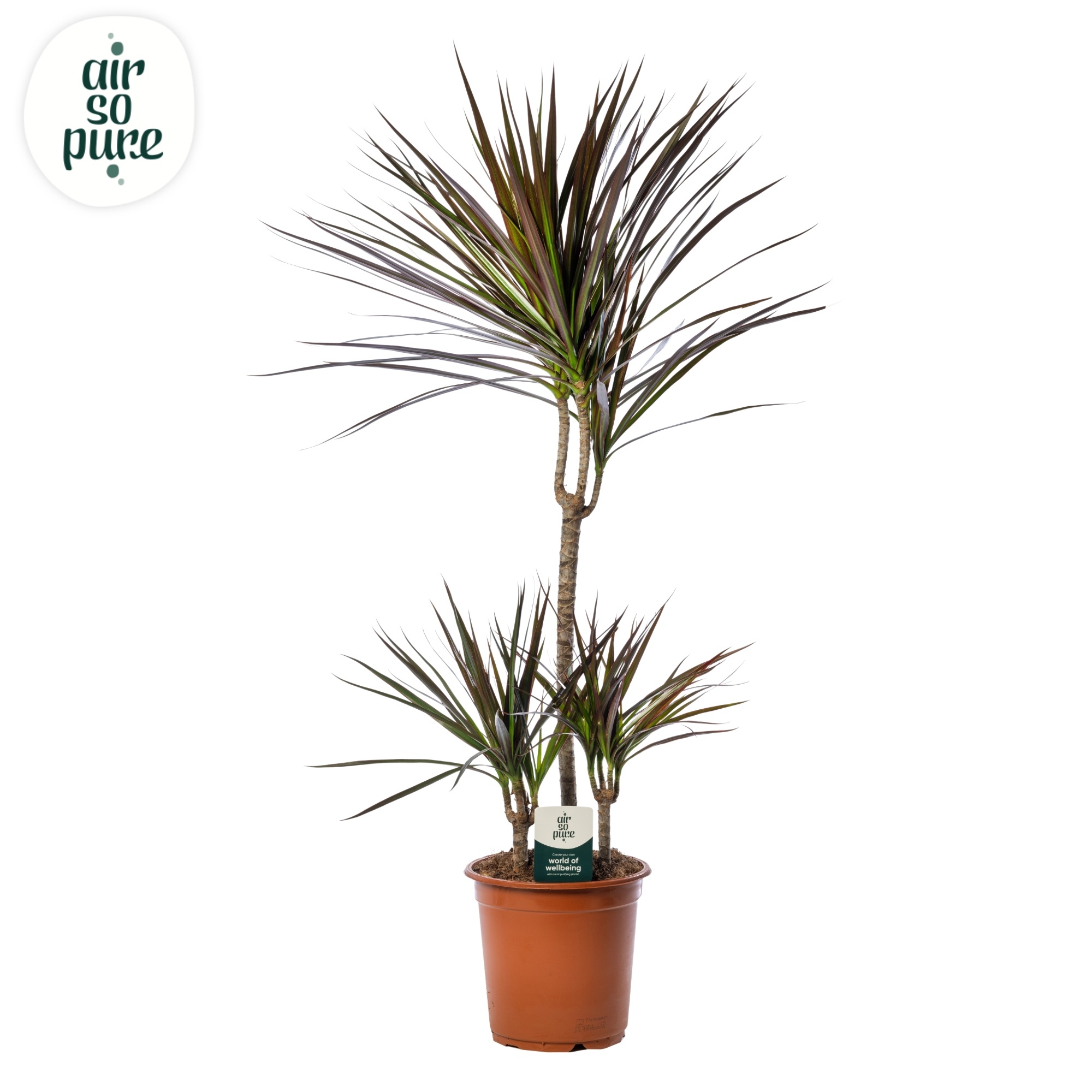 Dracaena Magenta p21 45+15+10, D 21