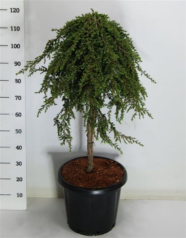 Juniperus comm. 'Greenmantle', D 38