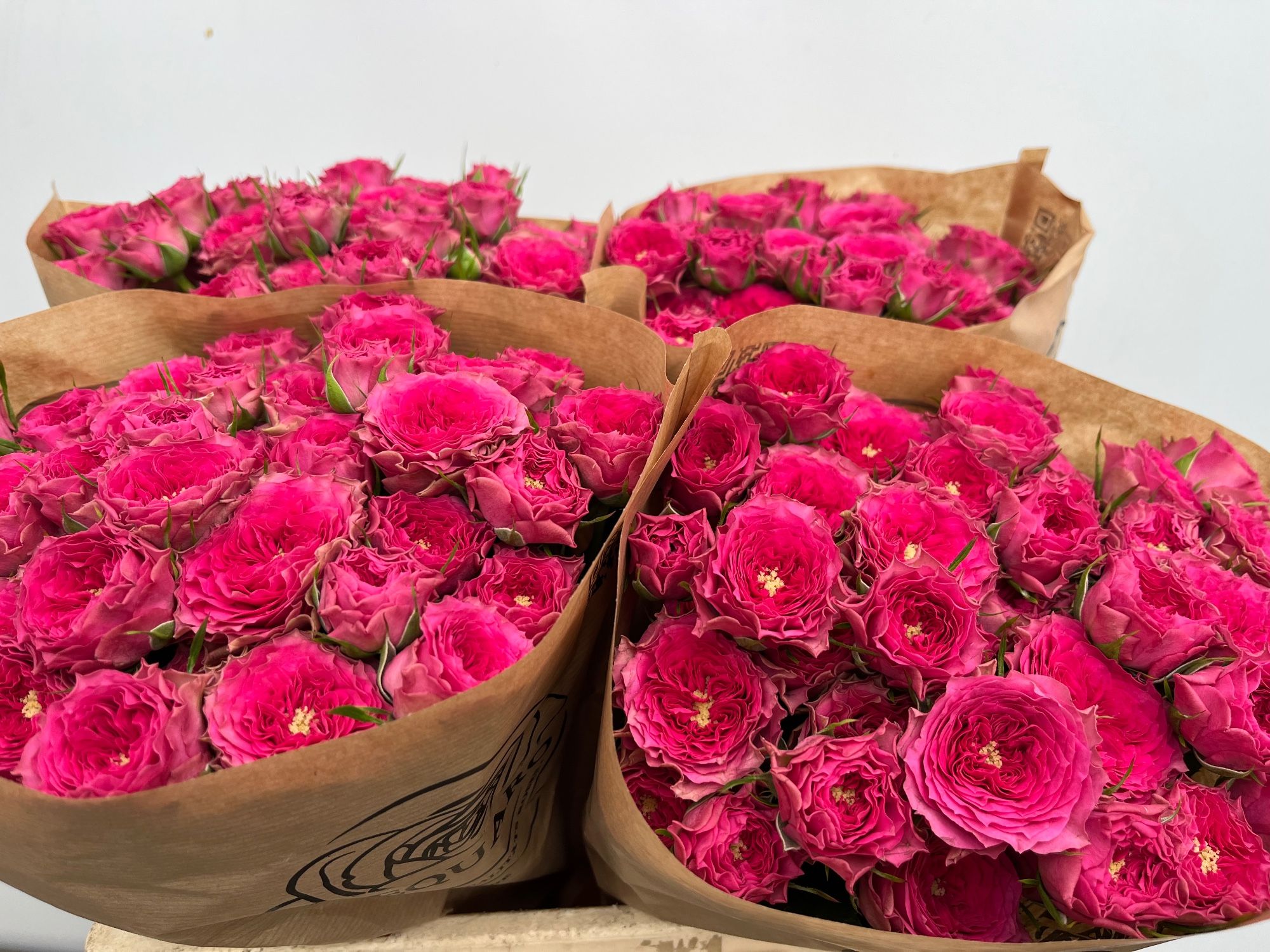 Роза куст. Грэндмас Джози 50, шт.