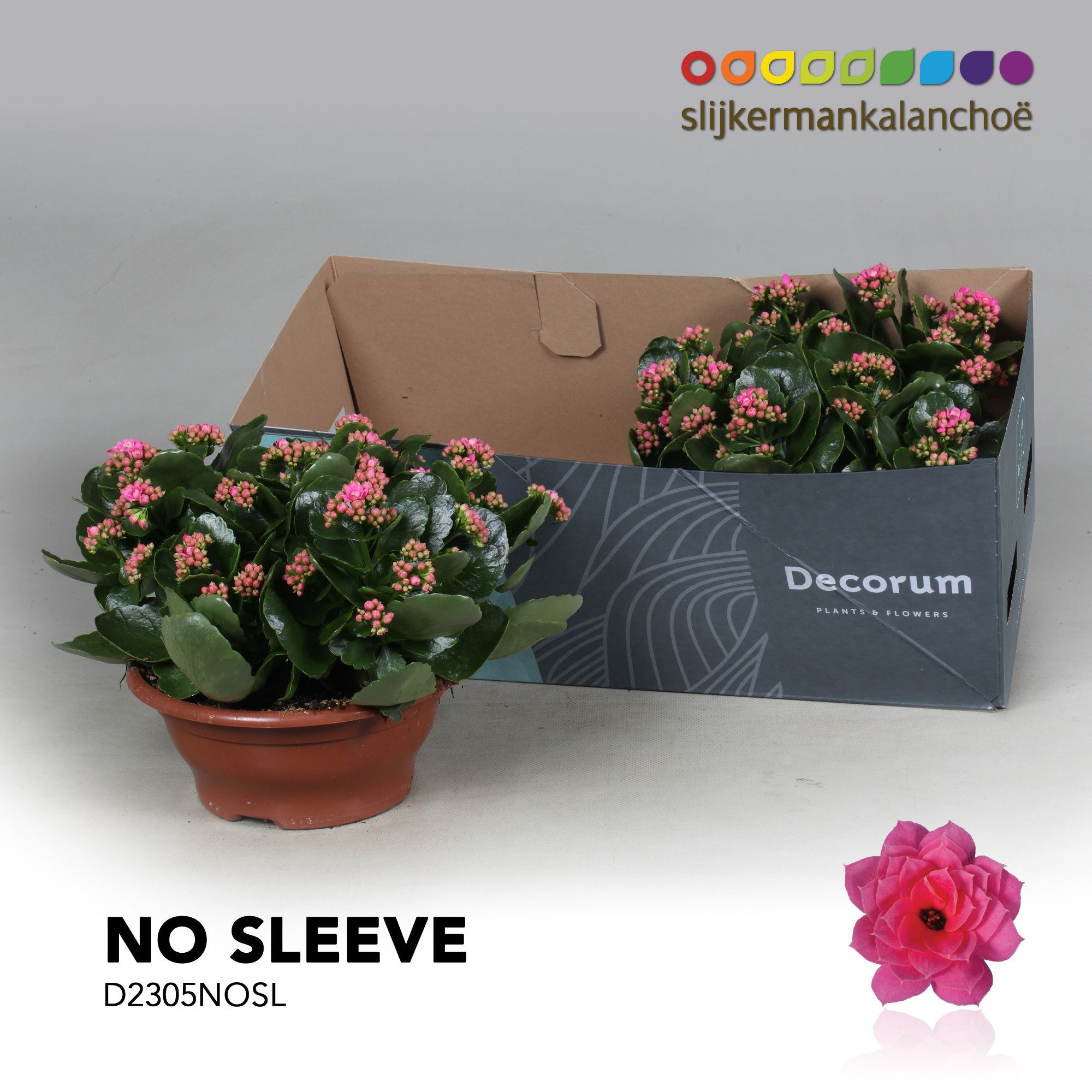 Kalanchoe No Sleeve - Pink, D 23