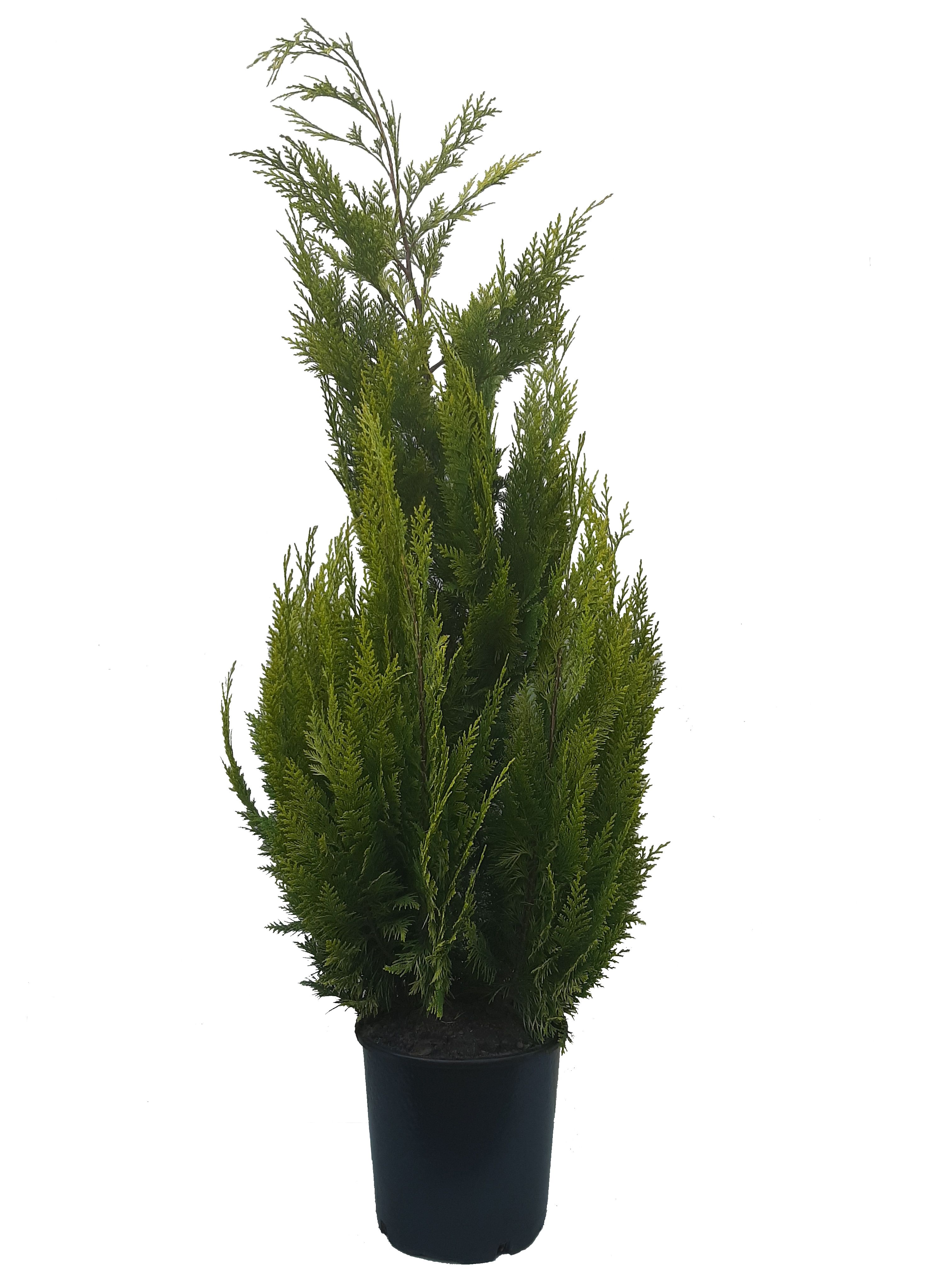 Chamaecyparis law. Ivonne, plantmaat 100-120 cm - Rondgestoken -, D 24