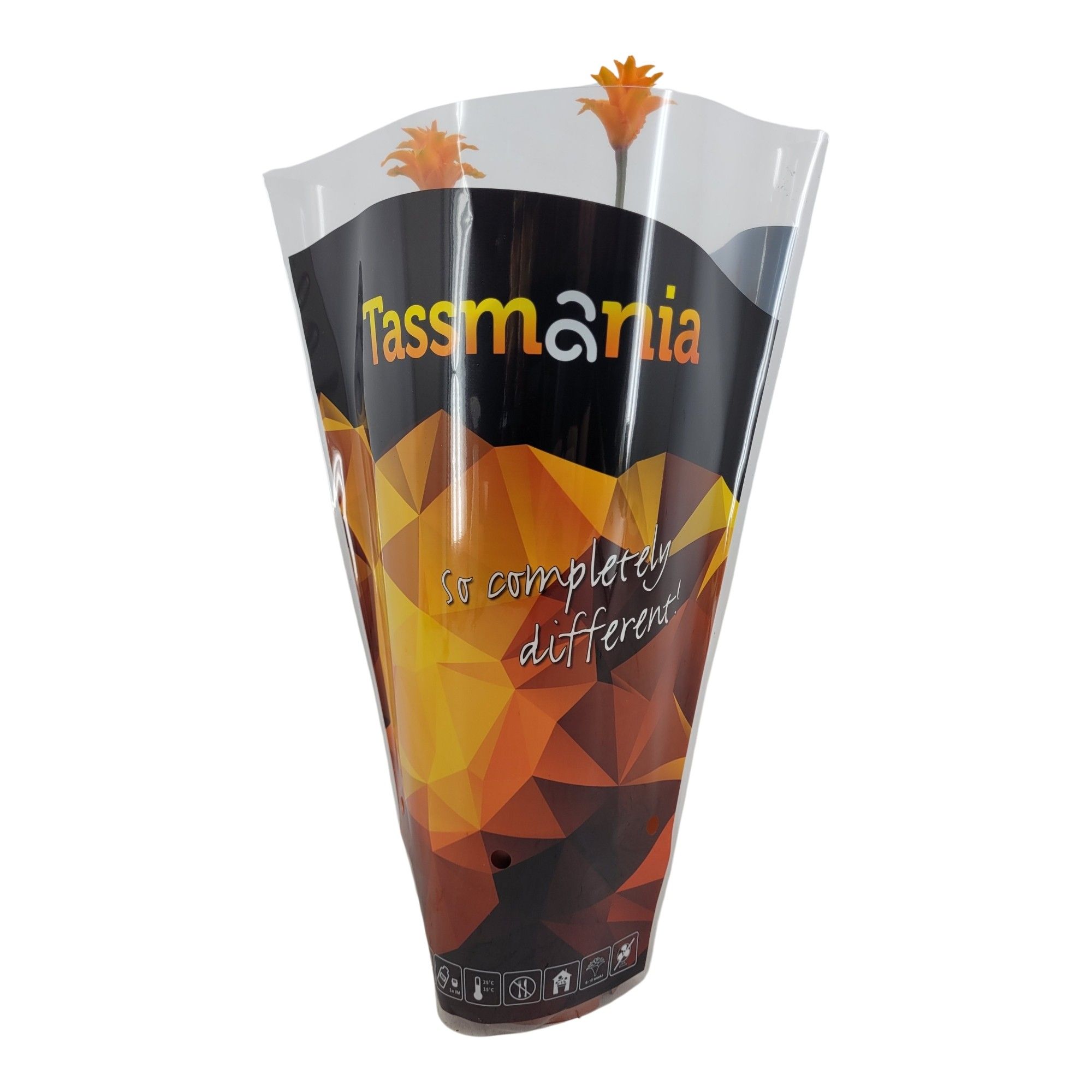 Calathea Crocata Tassmania in sierhoes, D 14