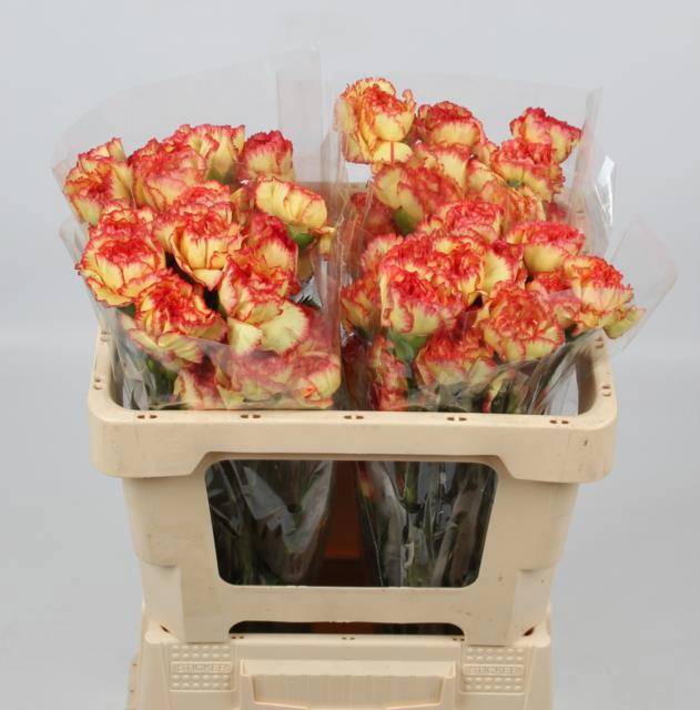 Диантус од. Диего, шт.