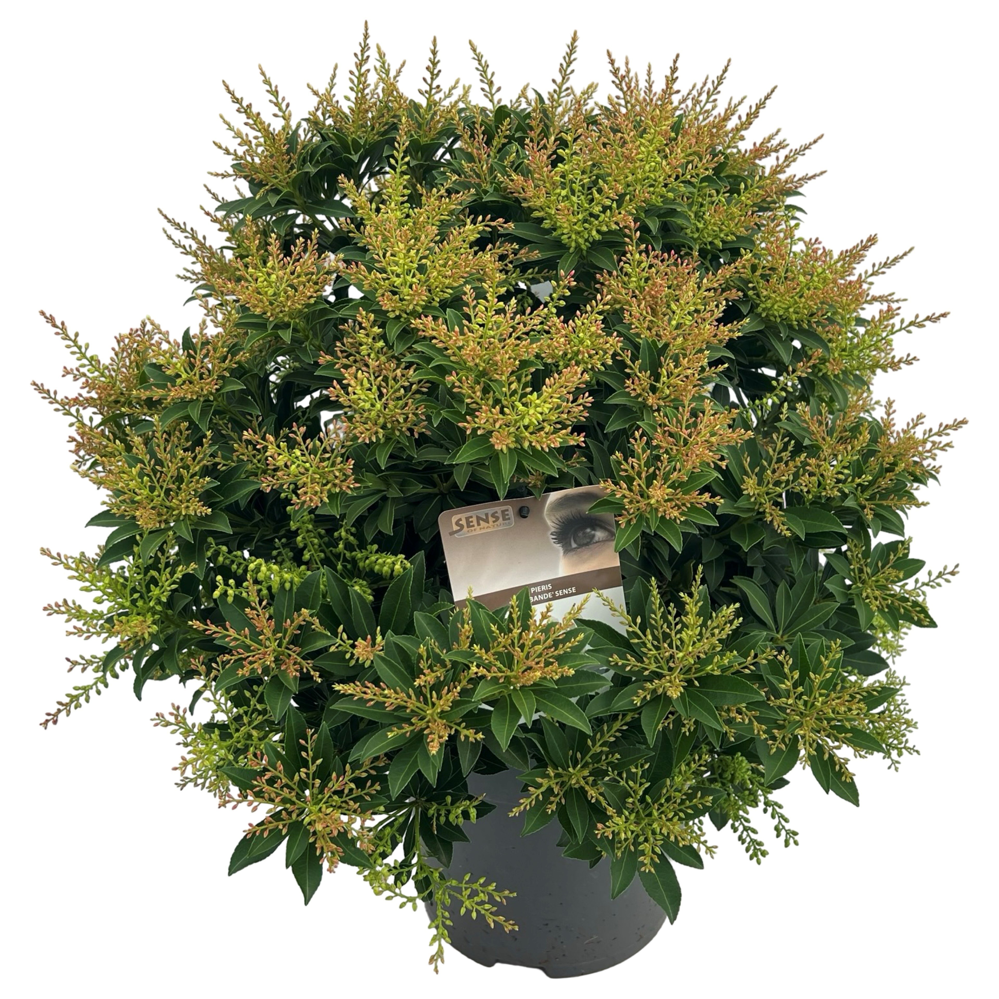 Pieris jap. 'Sarabande' sense, D 27