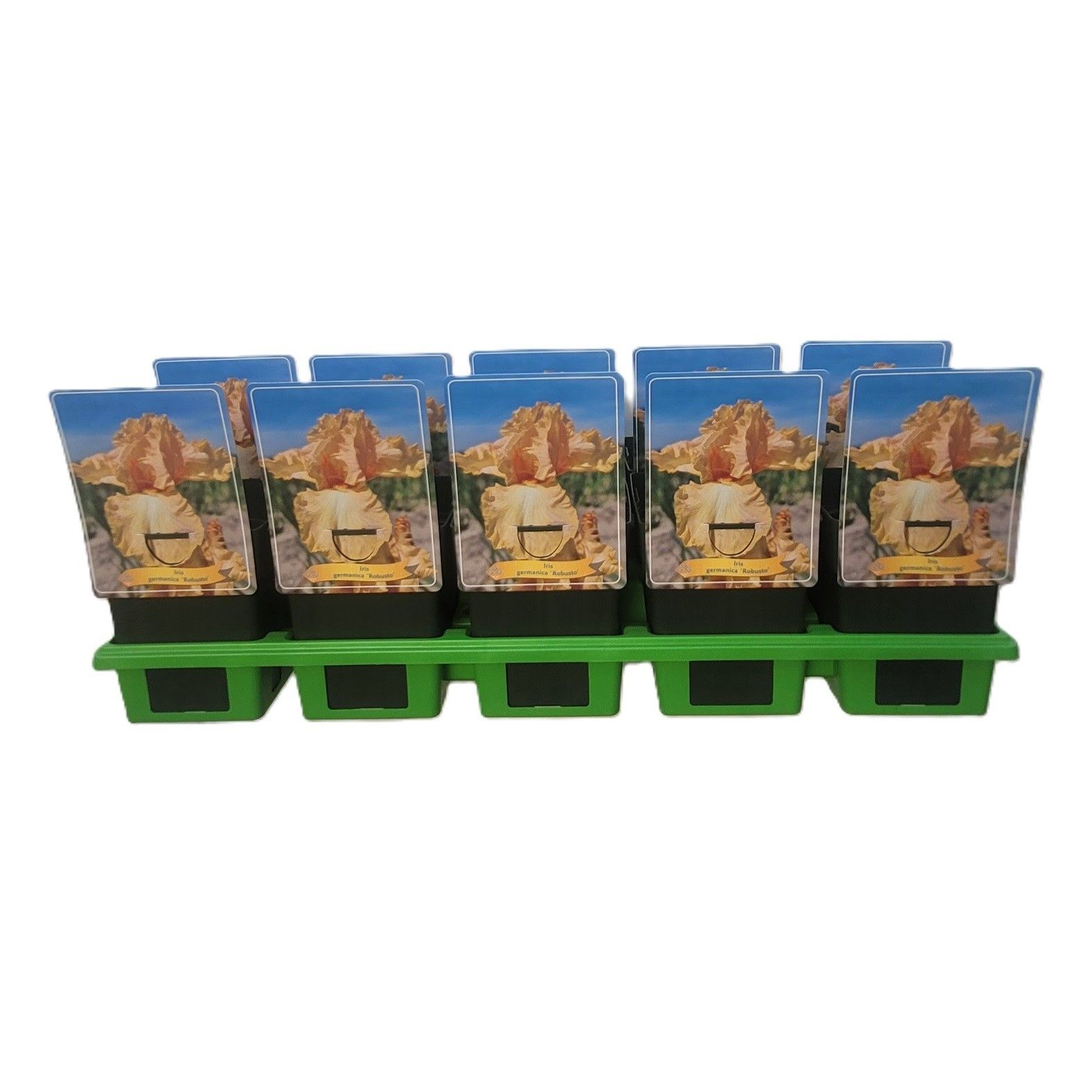 Iris germanica 'Robusto' P11, D 11