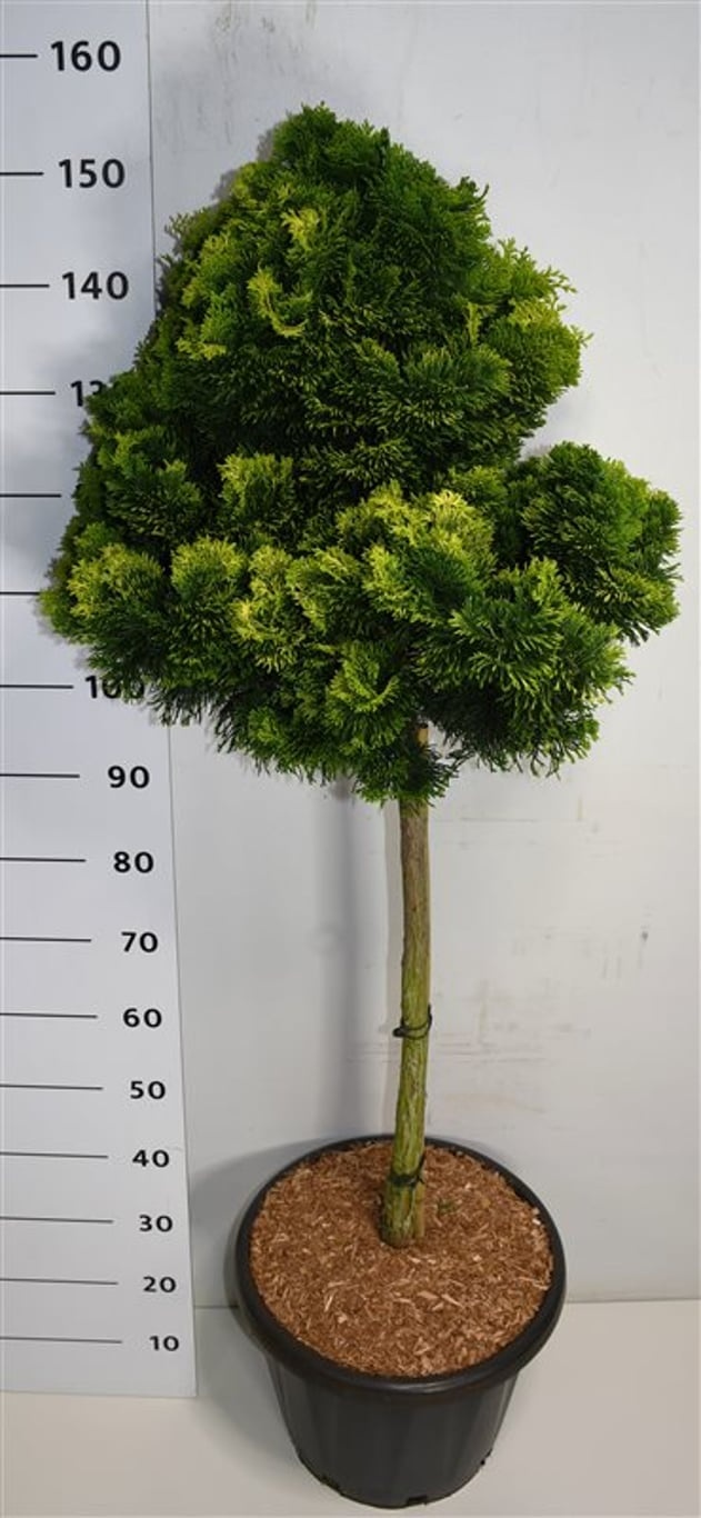 Chamaecyparis o. 'Aurora', D 38