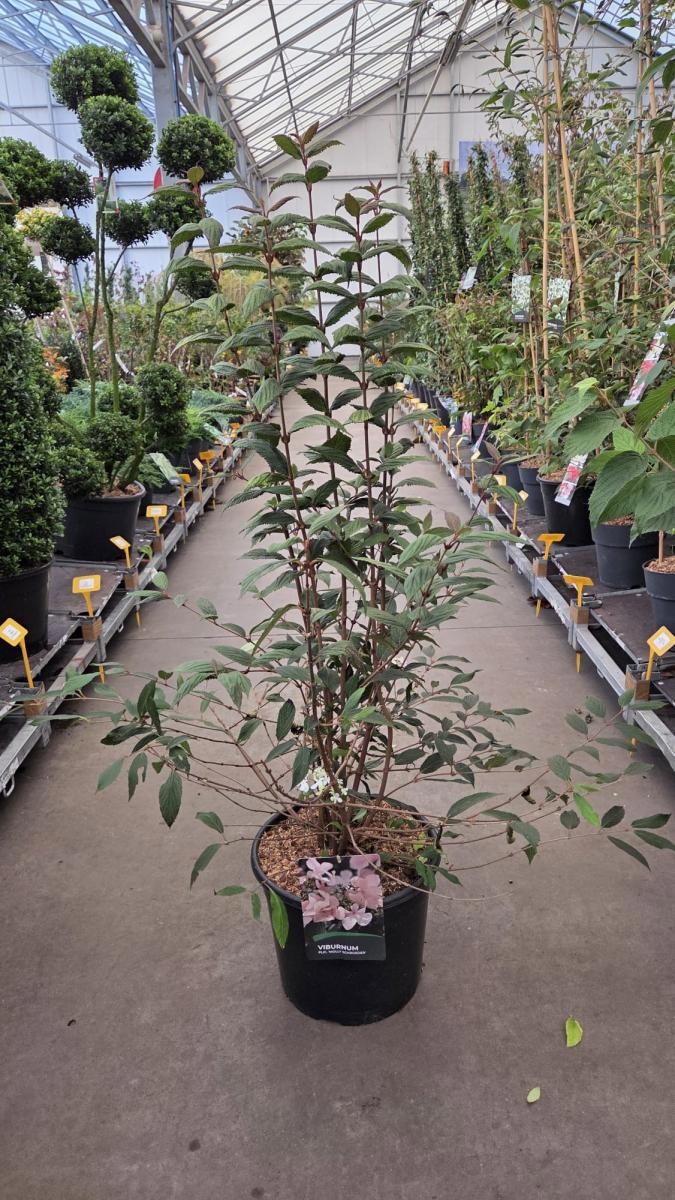 Viburnum plic. 'Molly Schroeder', D 29