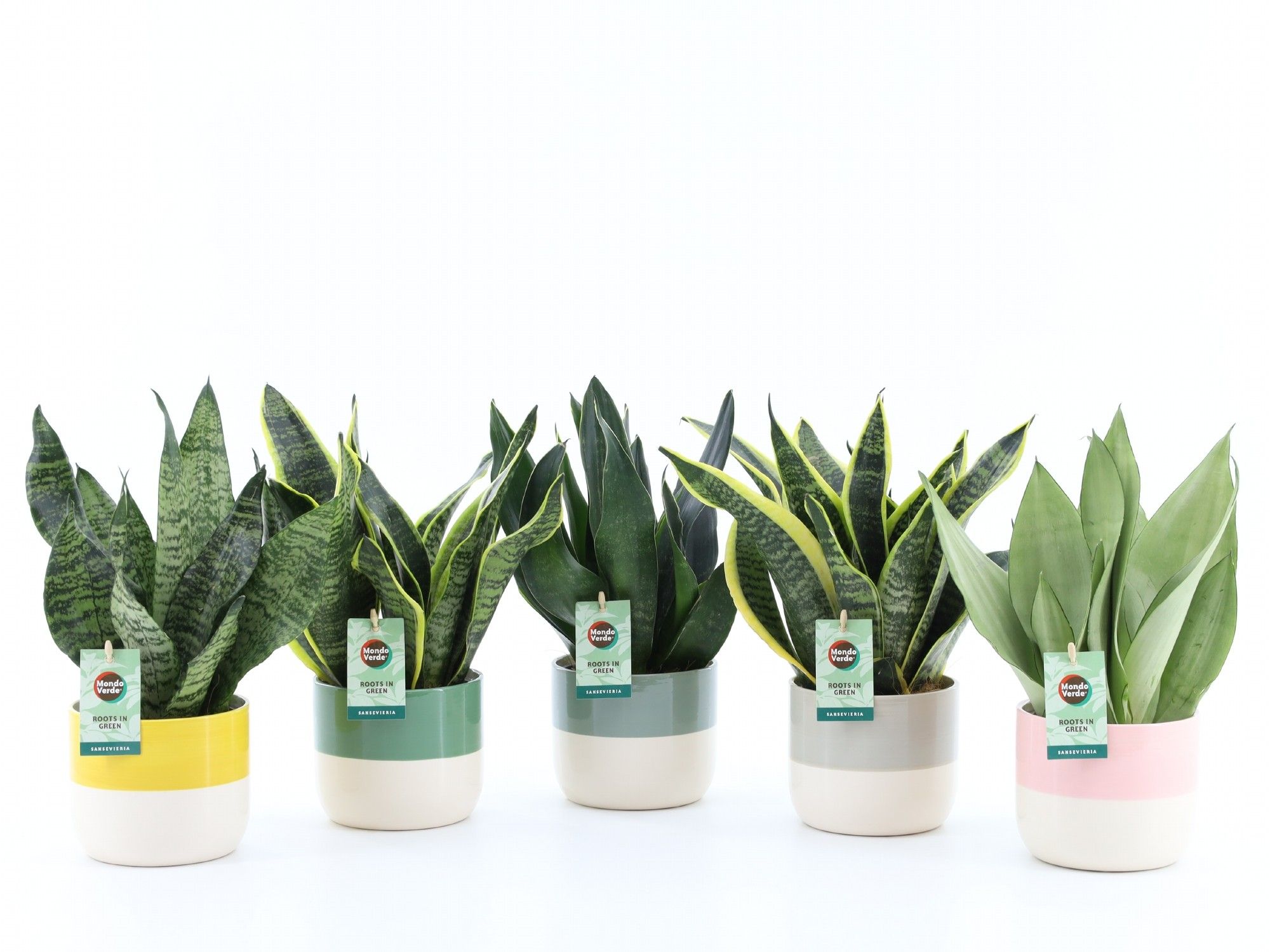 Sansevieria Mix in Two Tone keramiek, D 13