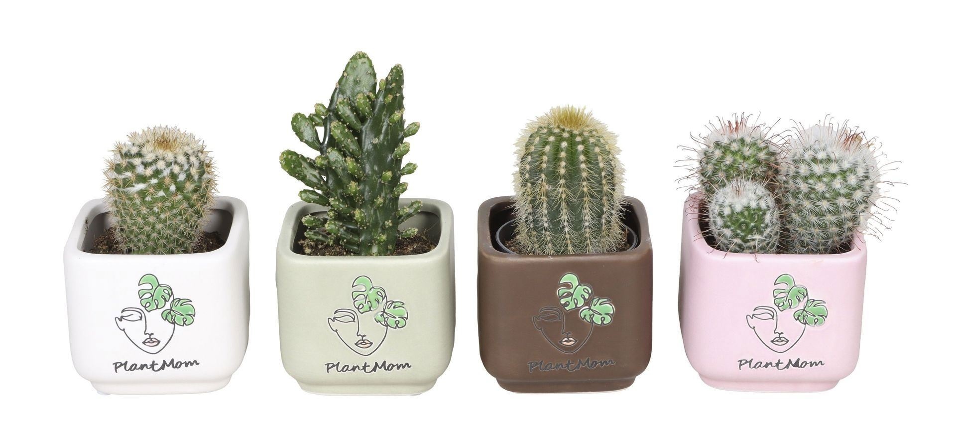 L 67111 With Cactus Mix 6 cm, D 6