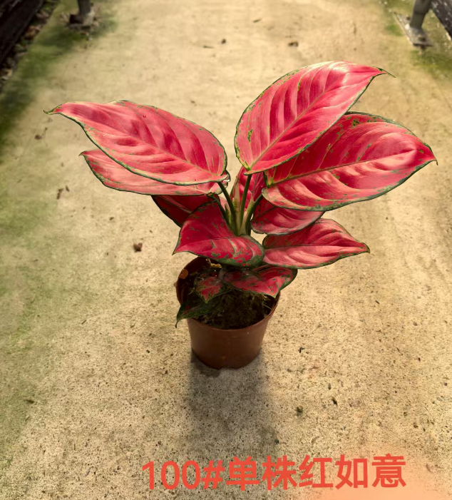 Аглаонема Сингл Ред Руйи 10 28