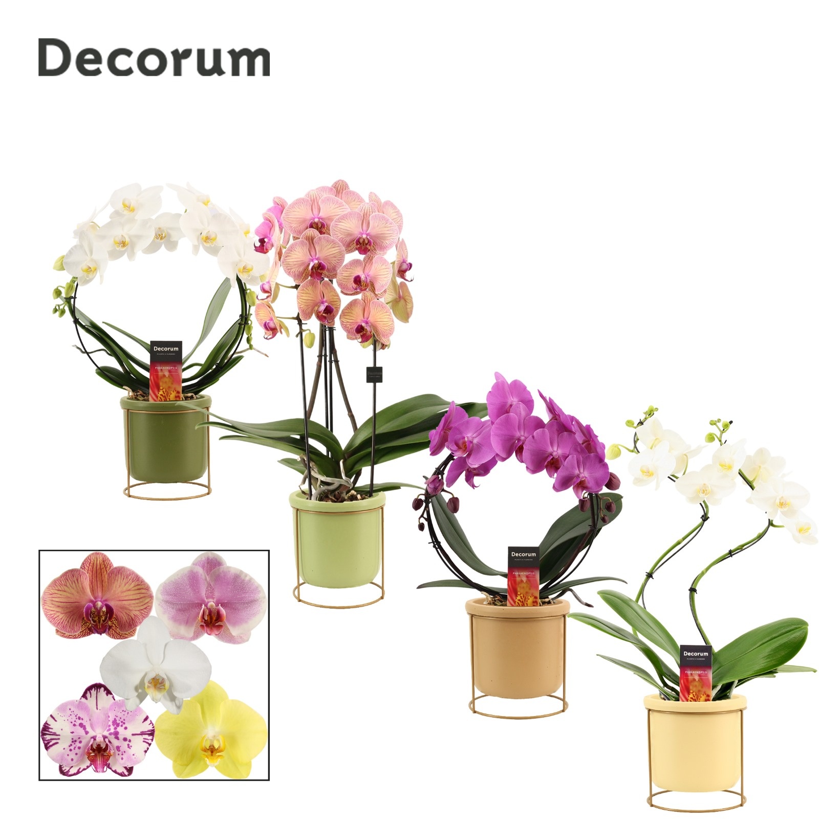 Phalaenopsis vormen mix 2 tak in Lynn (Silent moods-collection), D 12 cm