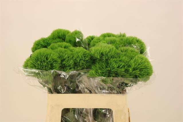 Диантус Барбатус Киви Меллоу 55, шт.