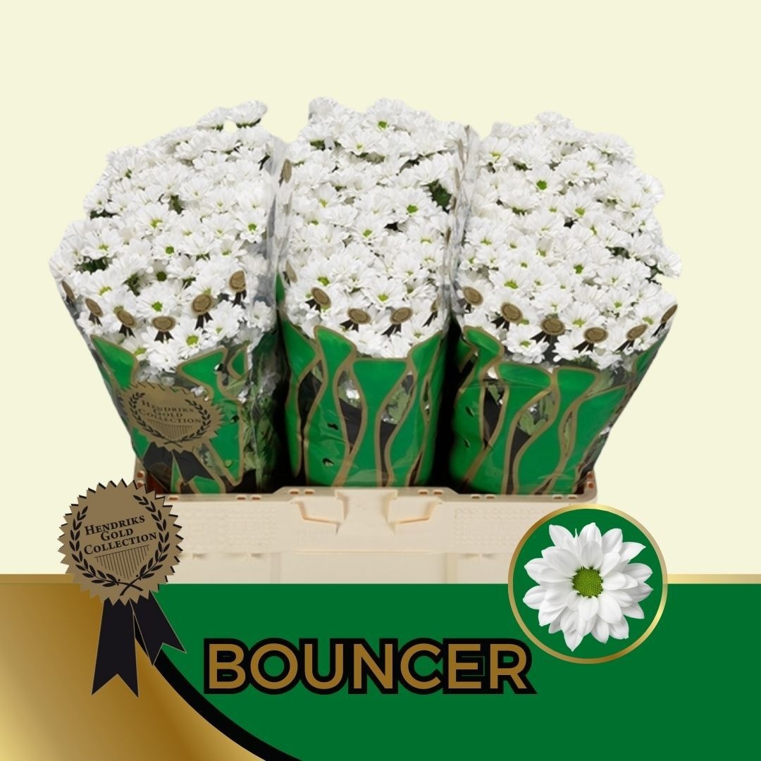 Сантини Баунсер, шт.