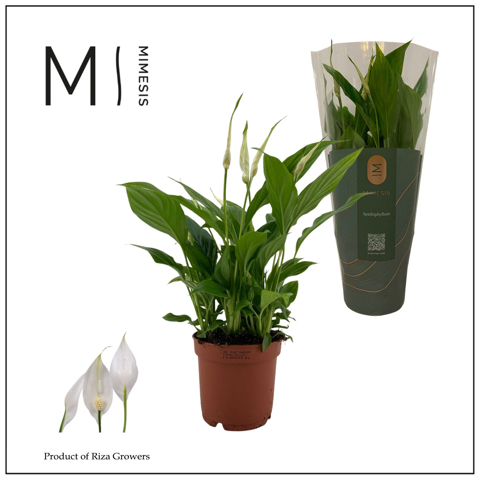 Mimesis Spathiphyllum Bellini - 13 cm, D 13