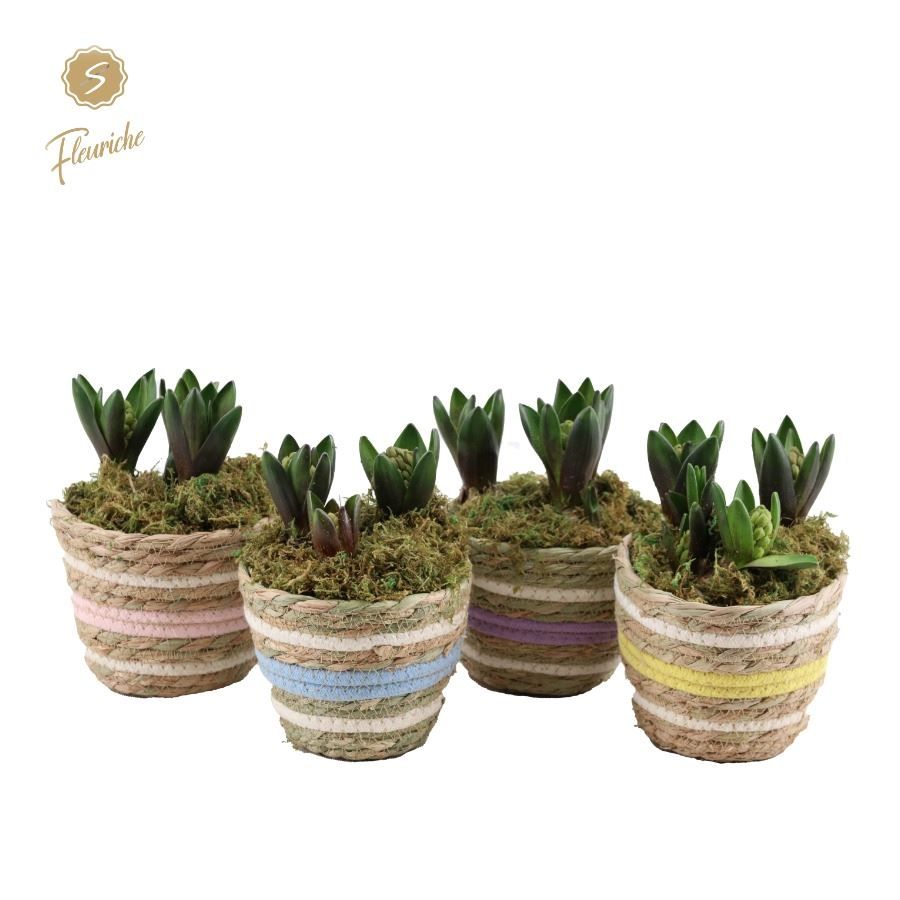 (3413) Hyacint Carry Me Home [M] 3PP Mos, D 15 cm