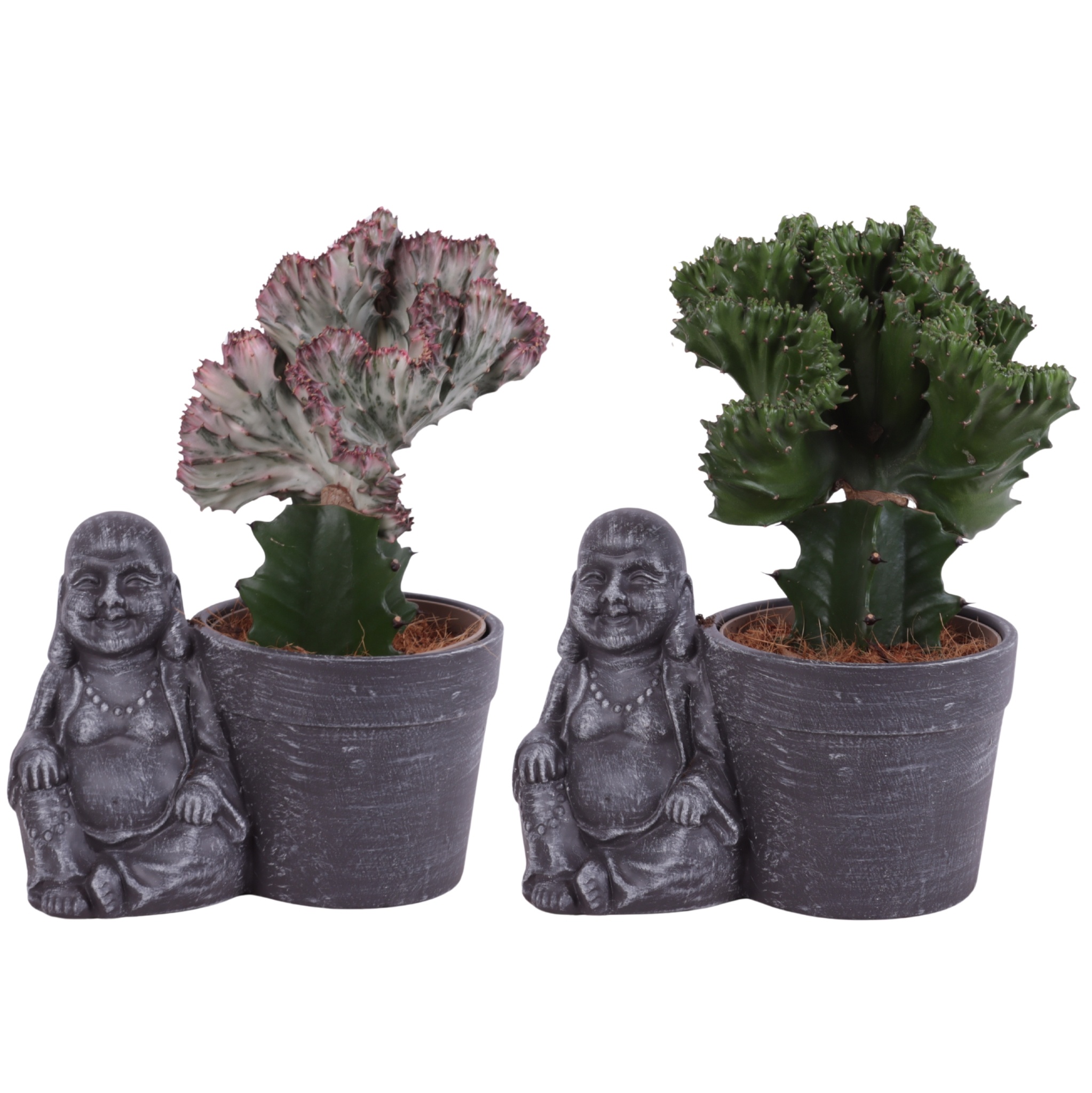 Cactus mix Euphorbia l. Ø12cm in Ceramic Sitting Buddha Ø21cm, D 21