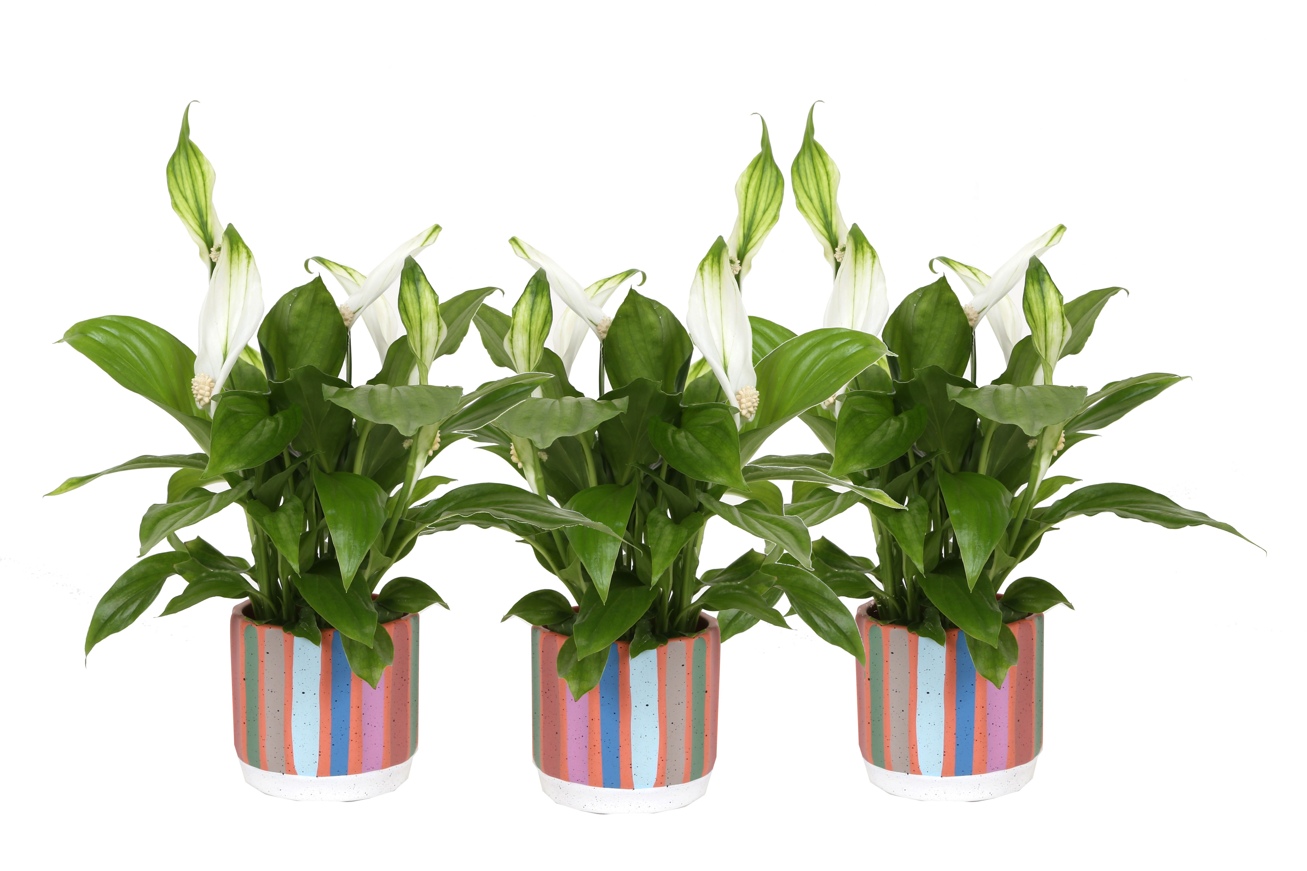 KP-882.2 - Spathiphyllum 7cm in streeppastel, D 7 cm KP-882.2 - Spathiphyllum 7cm in streeppastel, D 7 cm