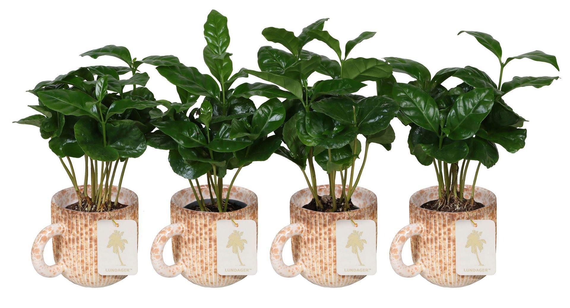 L 67193 With Coffea Arabica Mix 6 cm, D 6