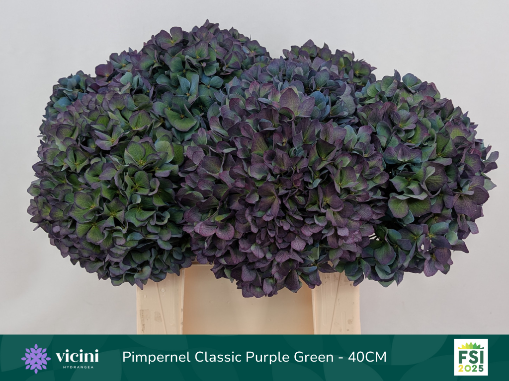 Гортензия Пимпернел Классик 40, шт.