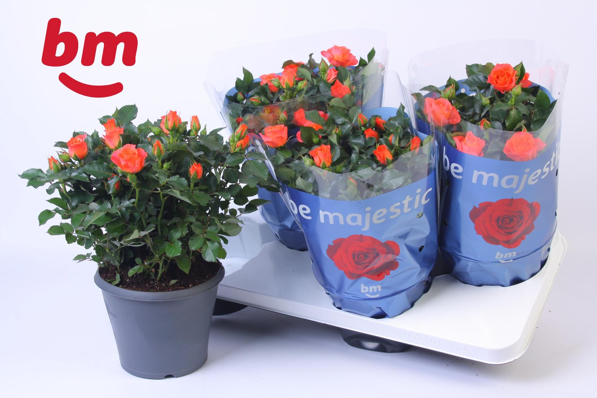 Rosa Jewel Patio Orange 17cm, D 17