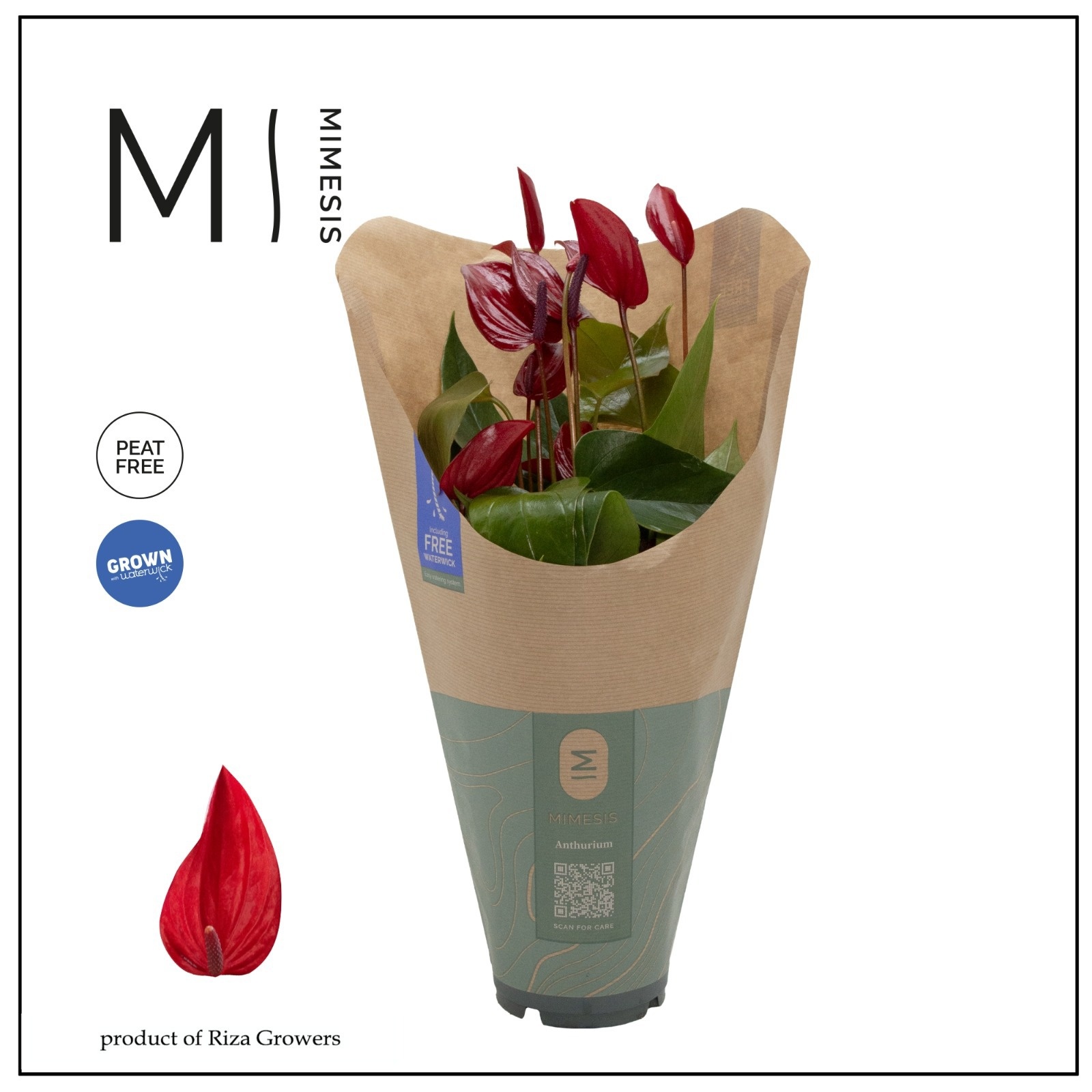 Anthurium - KARMA Lava | 12cm | ECO/KRAFT SLEEVE, D 12