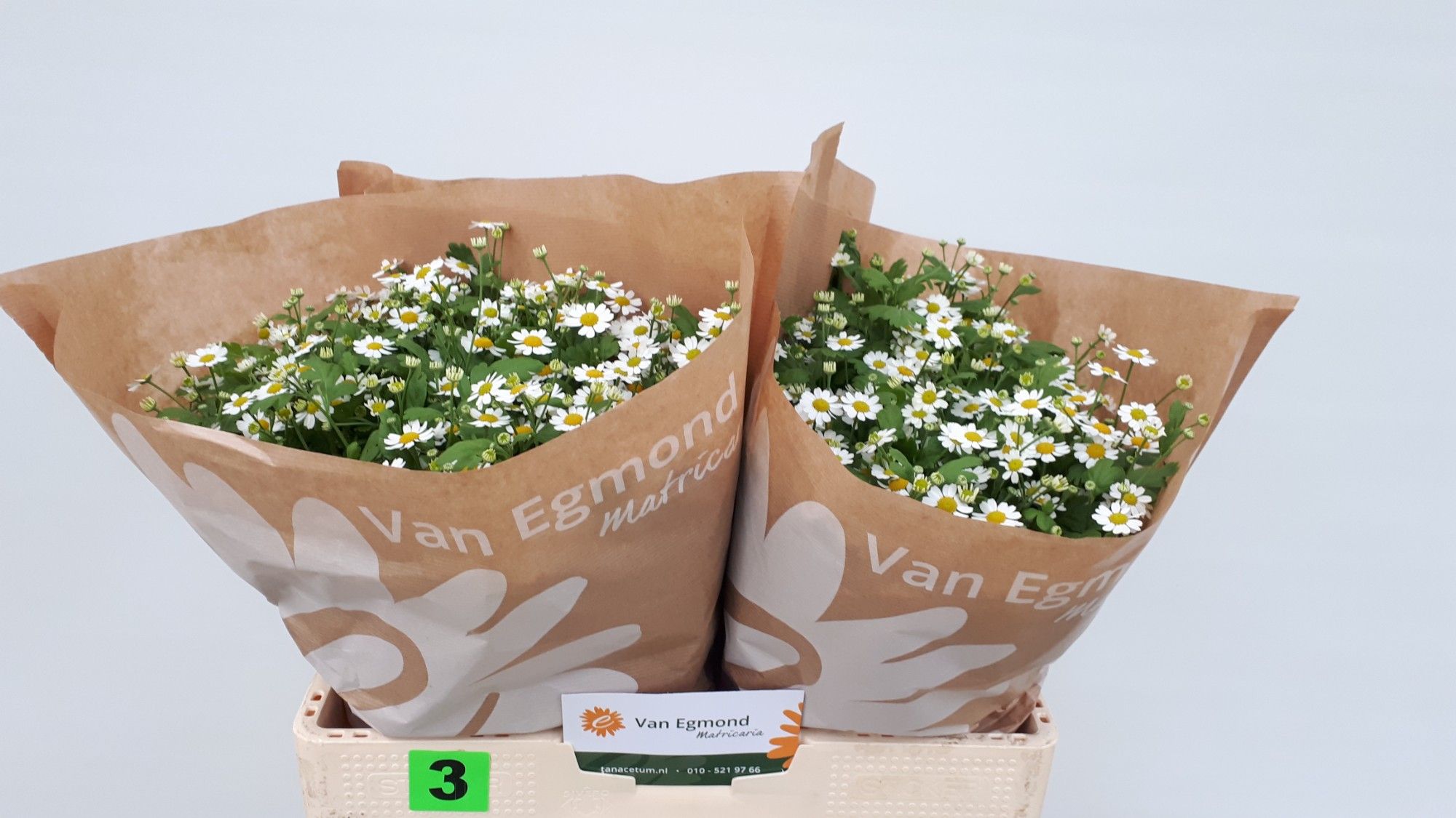 Танацетум Камерон 55 (бел.), шт.