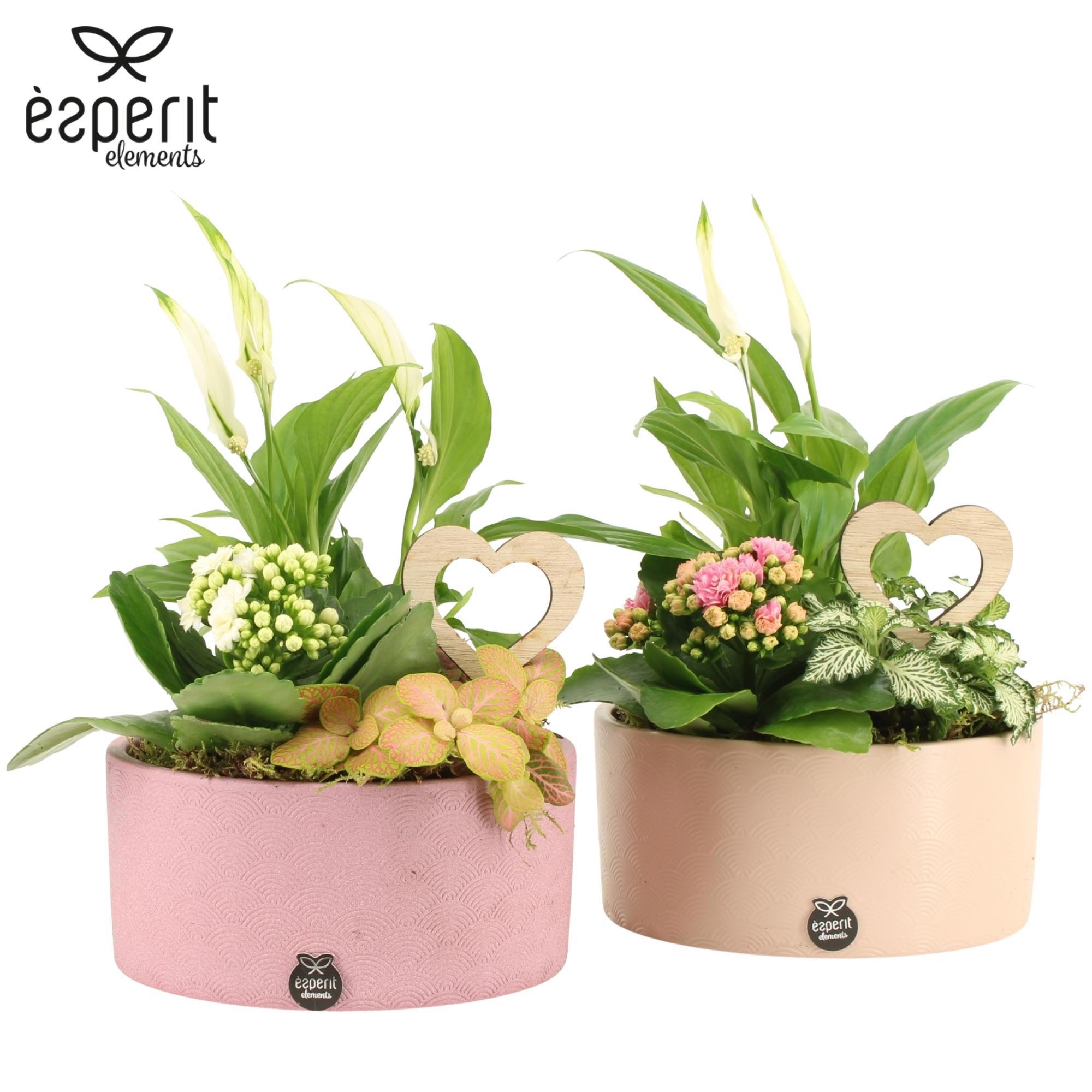 22032: Lovess arrangement, D 18