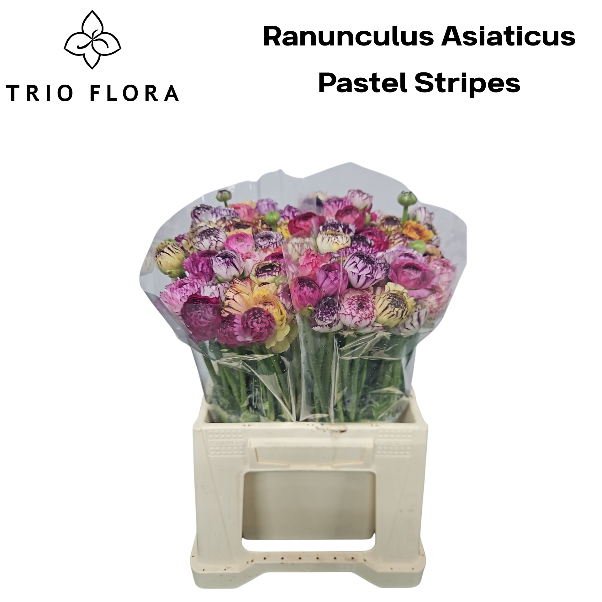 Ранункулус Элеганс Пастель Микс в пачке 40, шт.