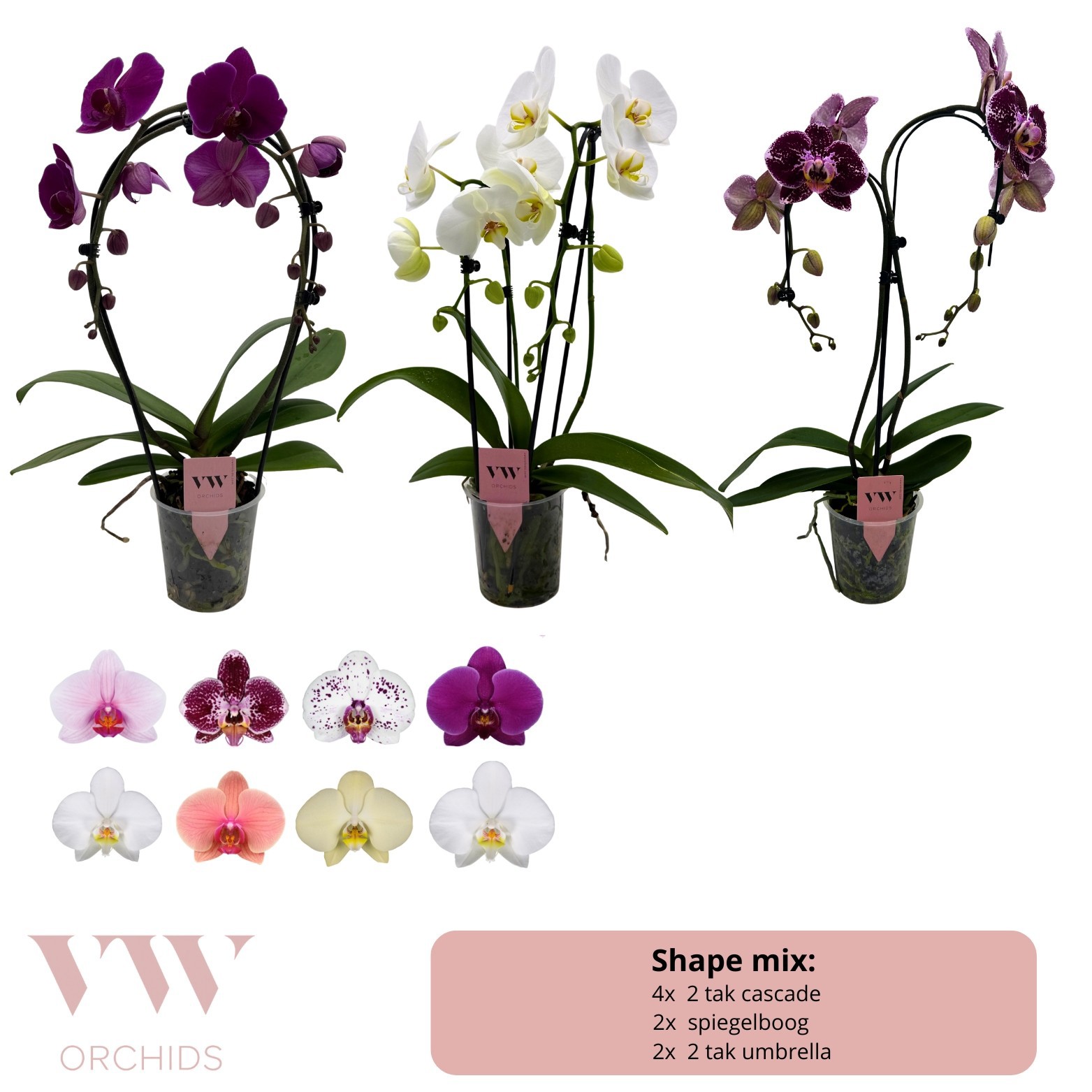 Phalaenopsis mix vormen - KLEUR, D 12