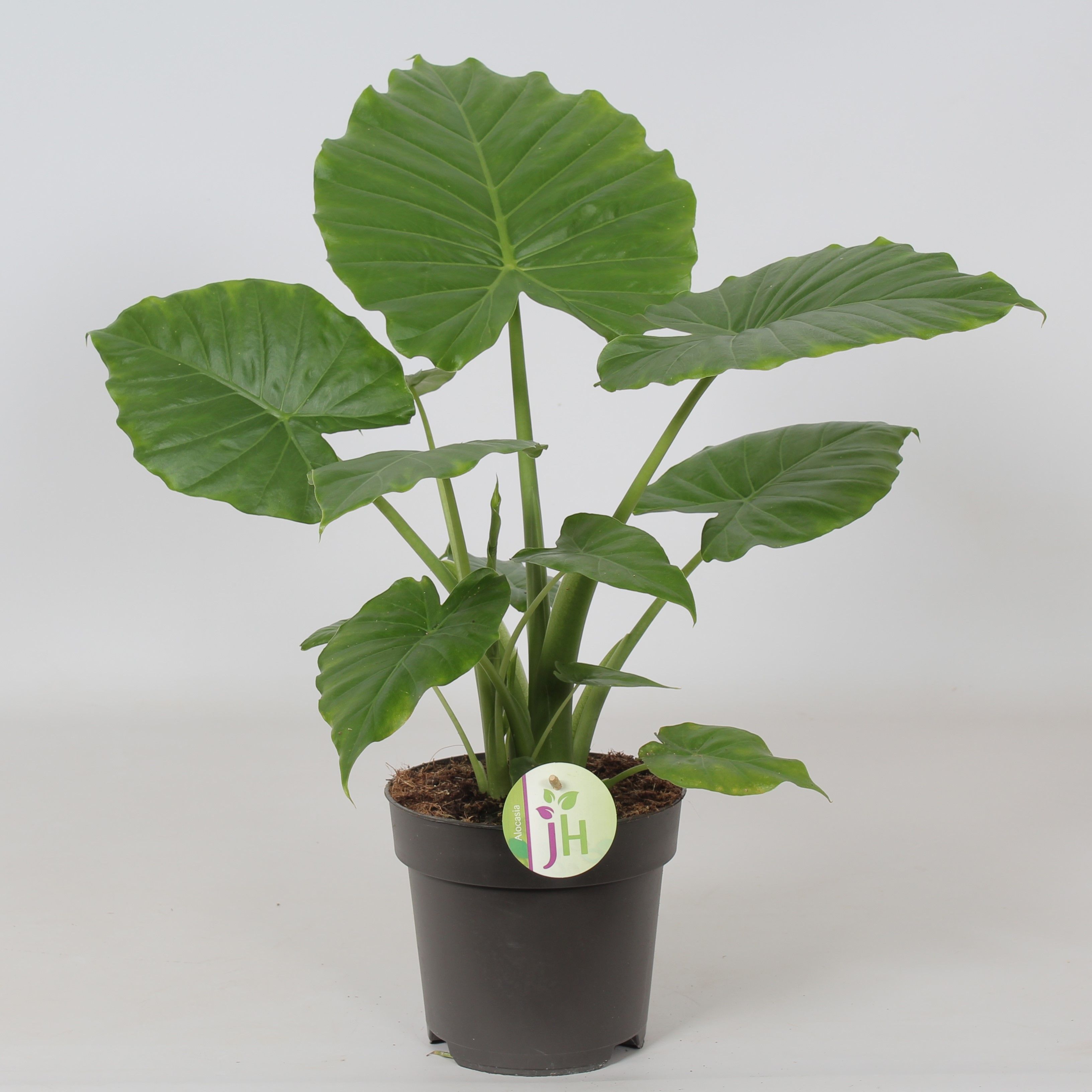 Alocasia Gageana 'California', D 17