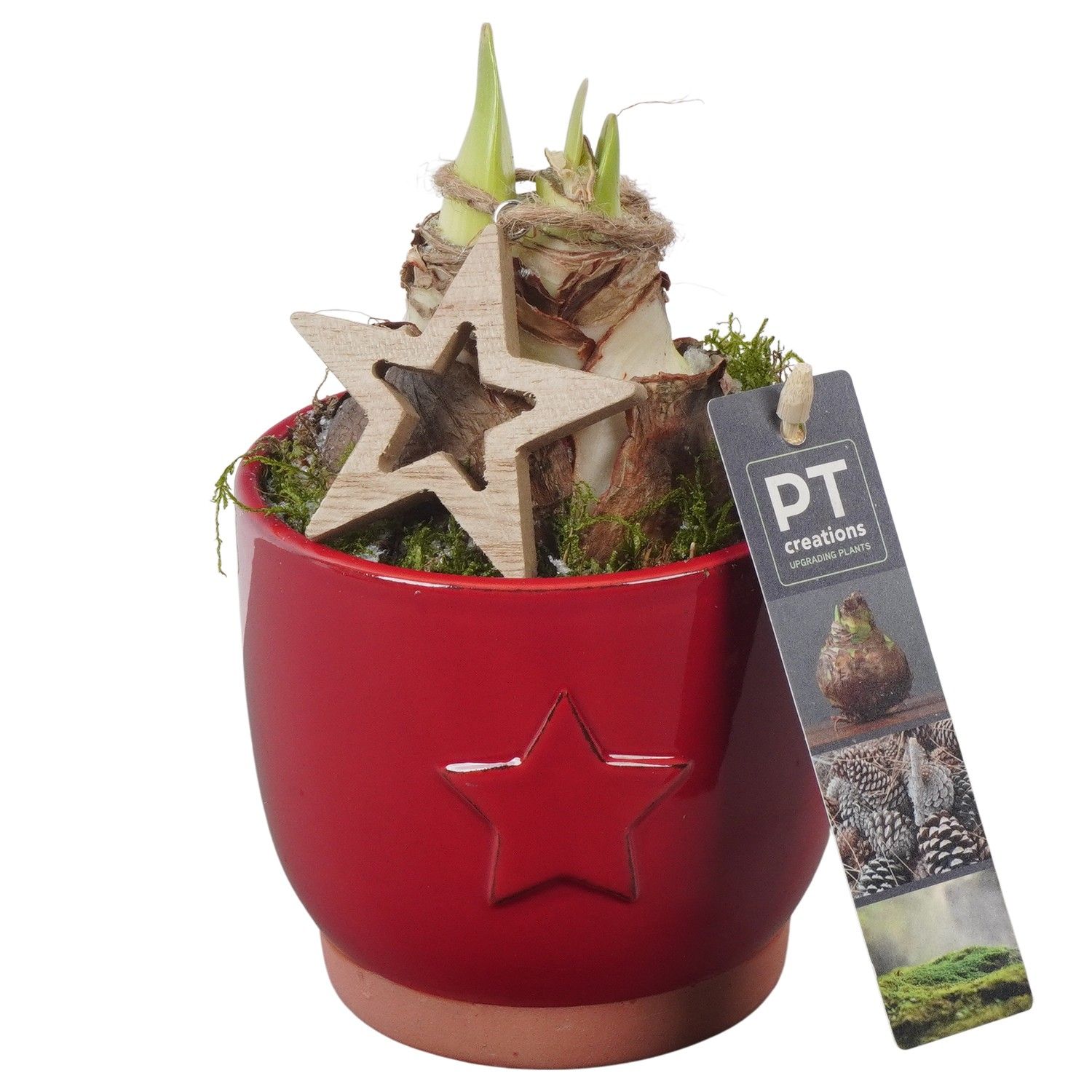 PTACH5801 Arrangement Amaryllis Christmas in keramiek pot, D 11 cm PTACH5801 Arrangement Amaryllis Christmas in keramiek pot, D 11 cm