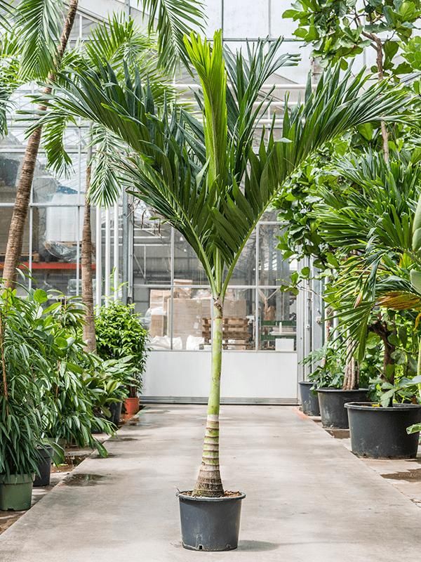 Veitchia (Adonidia) merrillii, D 35 cm