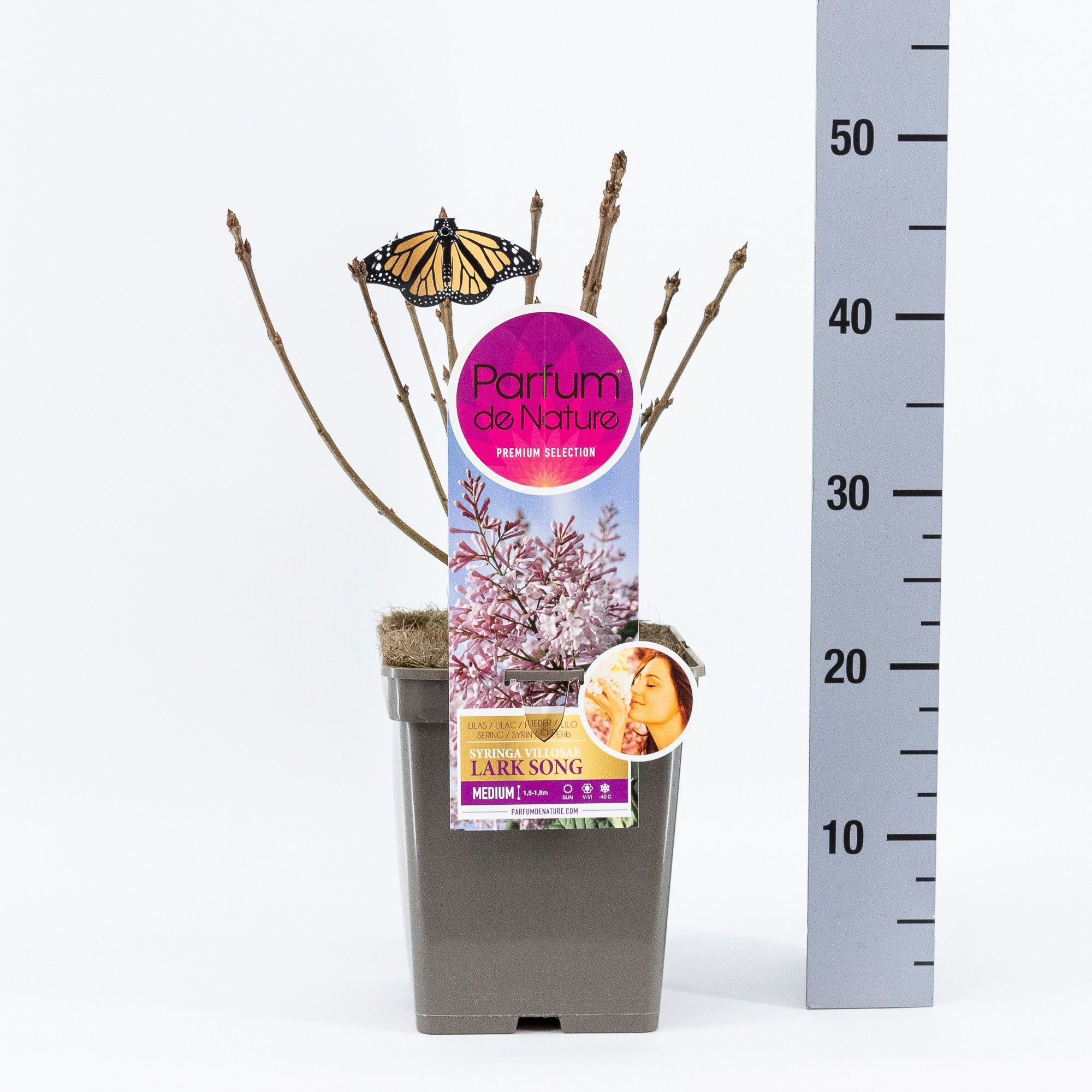 Syringa Lark Song, 'Premium Selection', C5, D 23 cm