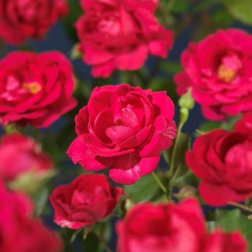 Rosa 'Paul's Scarlet Climber' +light label, D 15