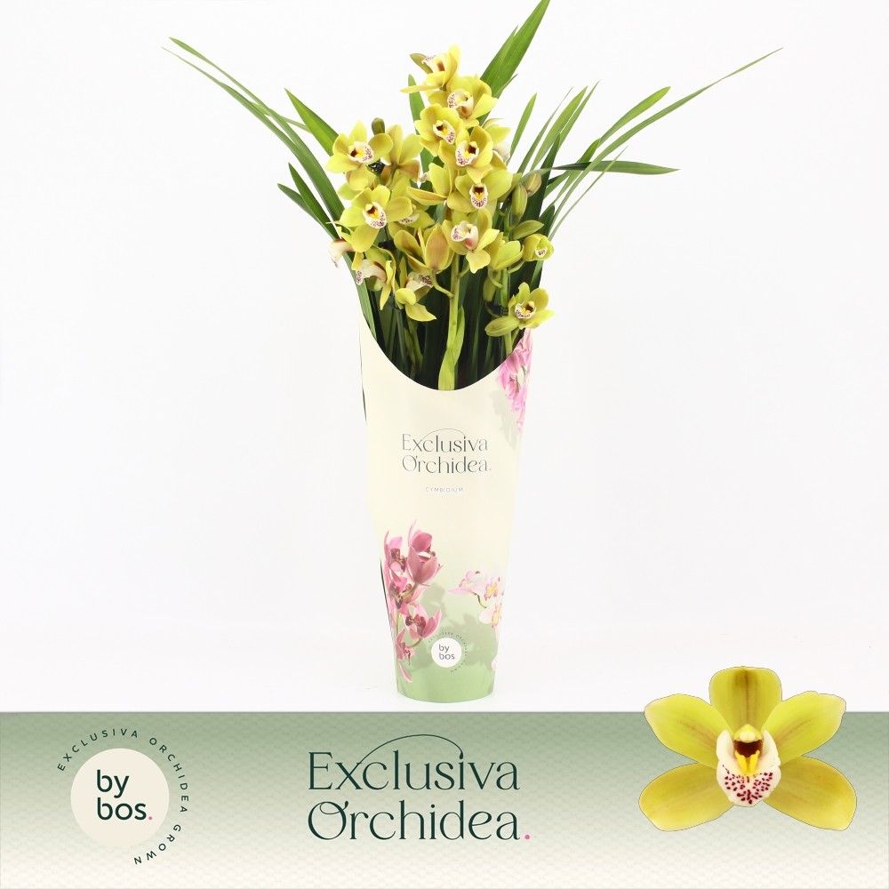 Cymbidium, Anna 3-spike P14 'Exclusiva Orchidea' Potcover, D 14