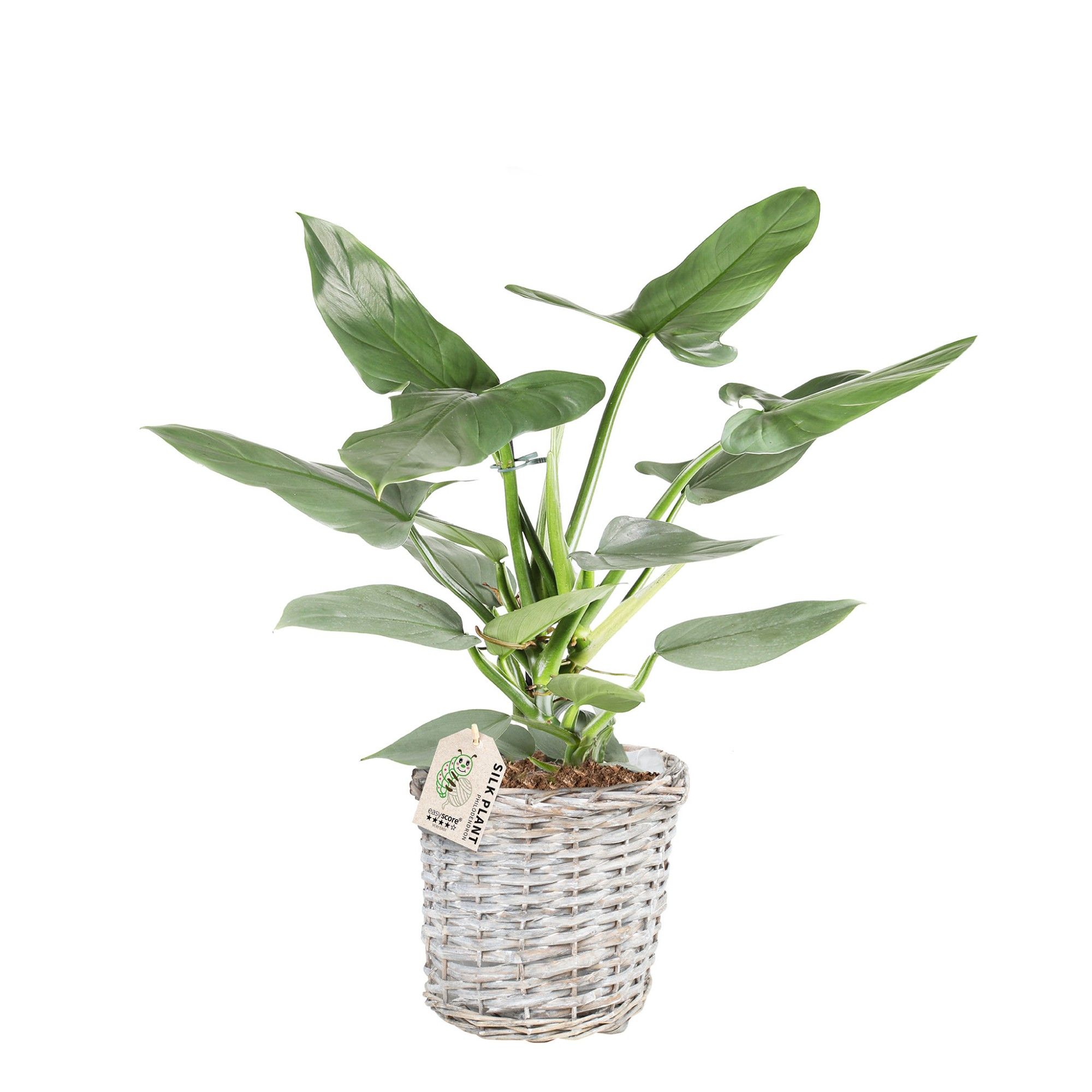 Basket, Philodendron ´Silver Sword´, D 19