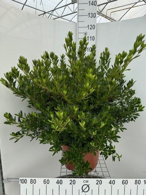 697 : Pot 30 cm C10 Azalea Japonica gemengde soorten, D 30 cm 697 : Pot 30 cm C10 Azalea Japonica gemengde soorten, D 30 cm
